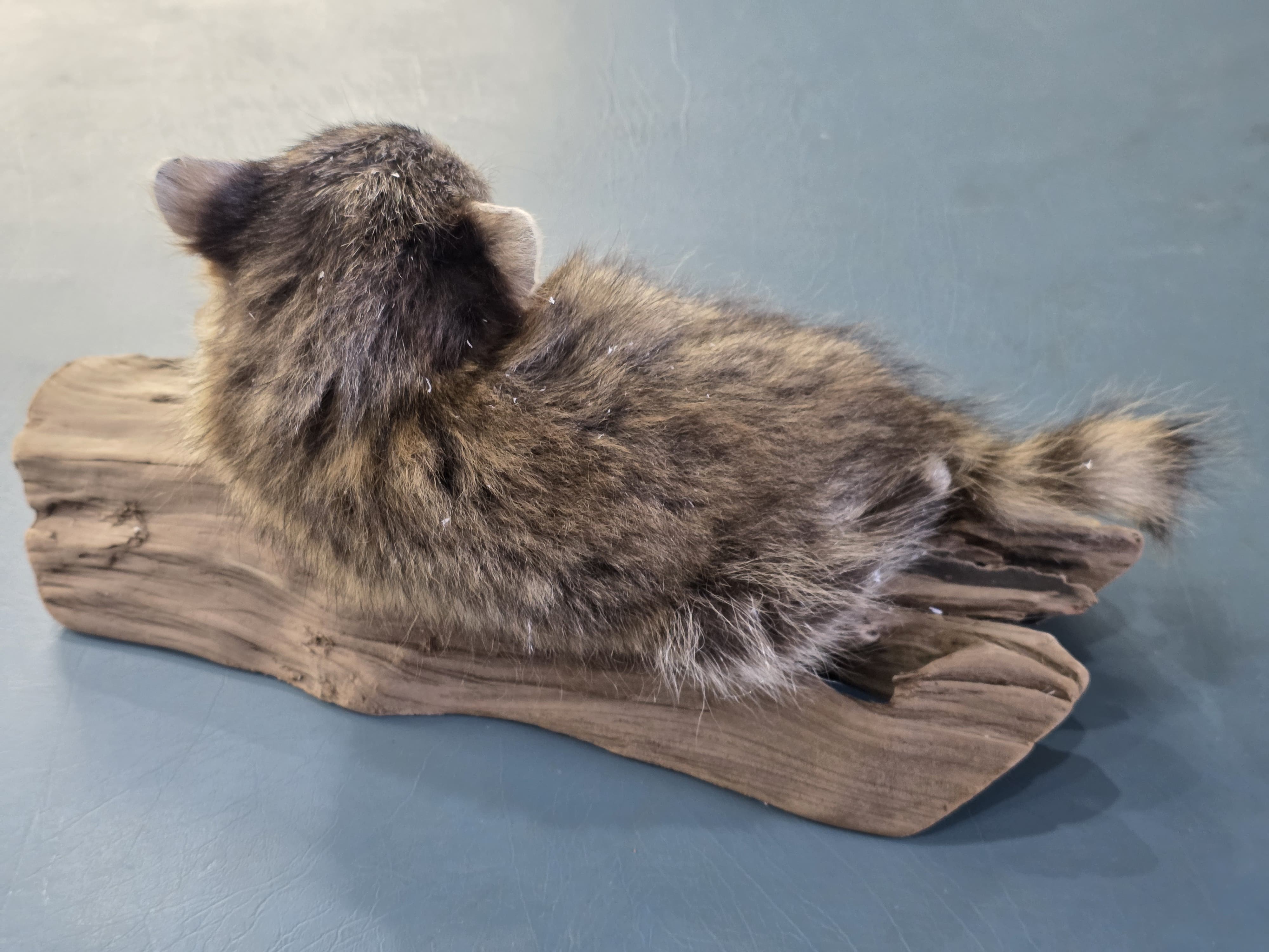 Fhjun20 - Baby Raccoon Taxidermy Mount