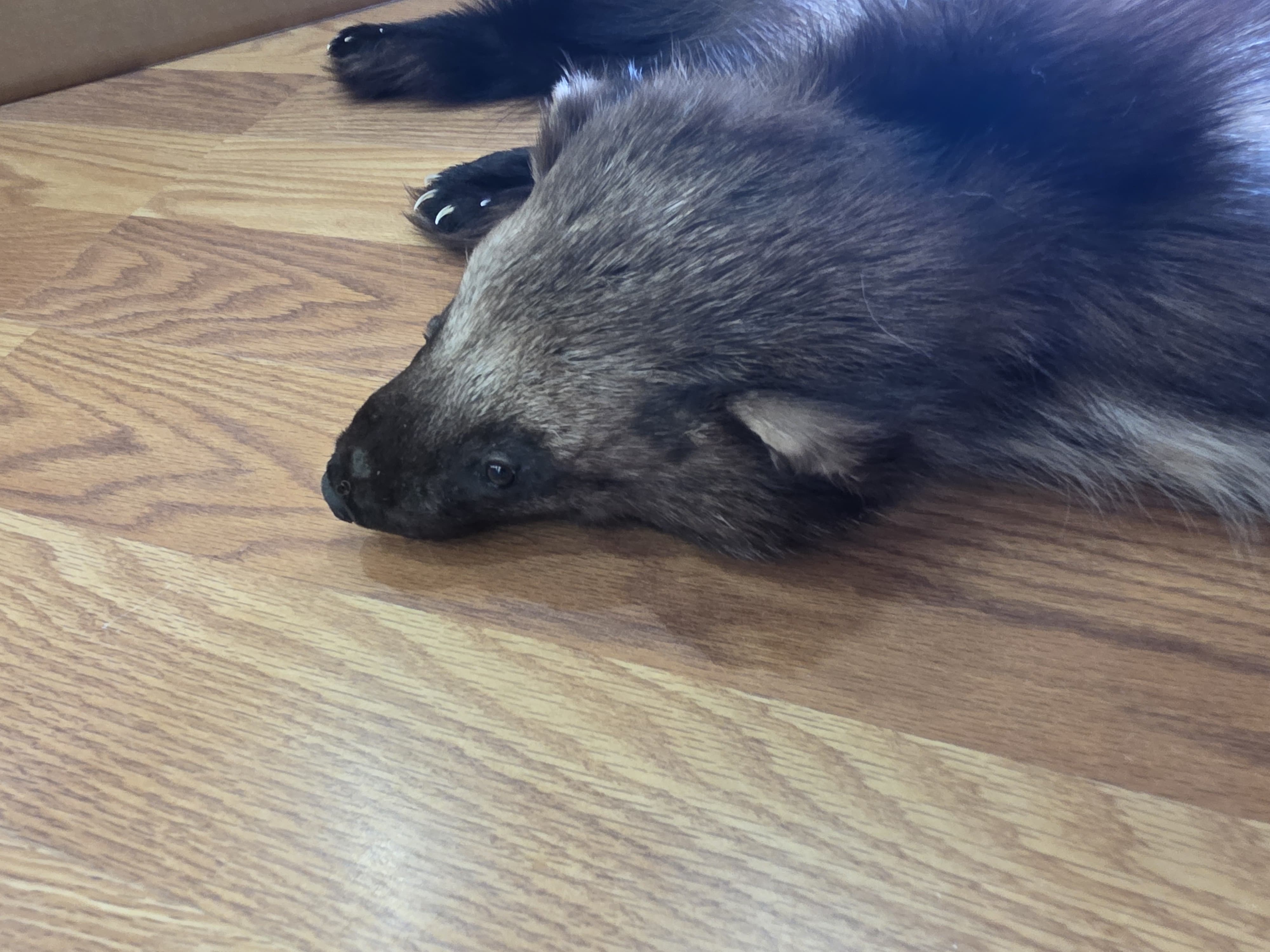 Fhwvr302 - Wolverine Rug with Head | Authentic Wildlife Display