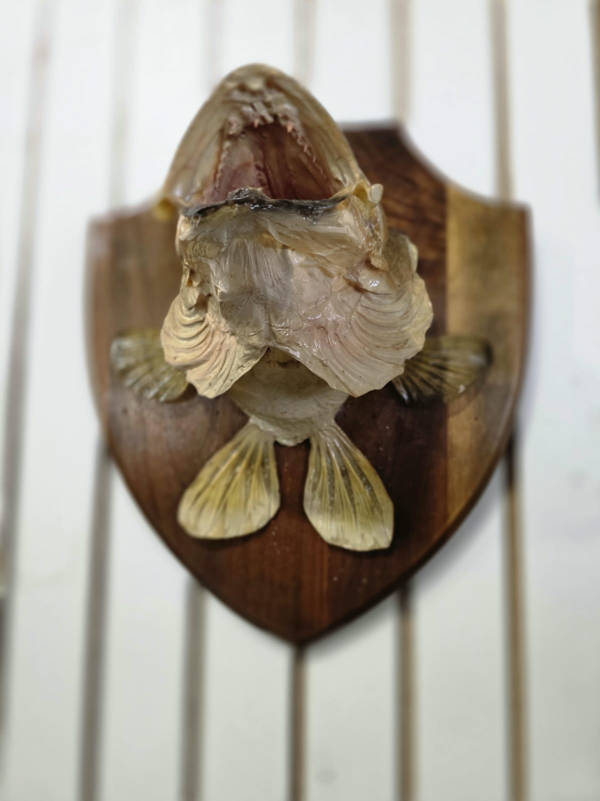 Comb106 - Custom 6" Gill Walleye Shoulder Mount