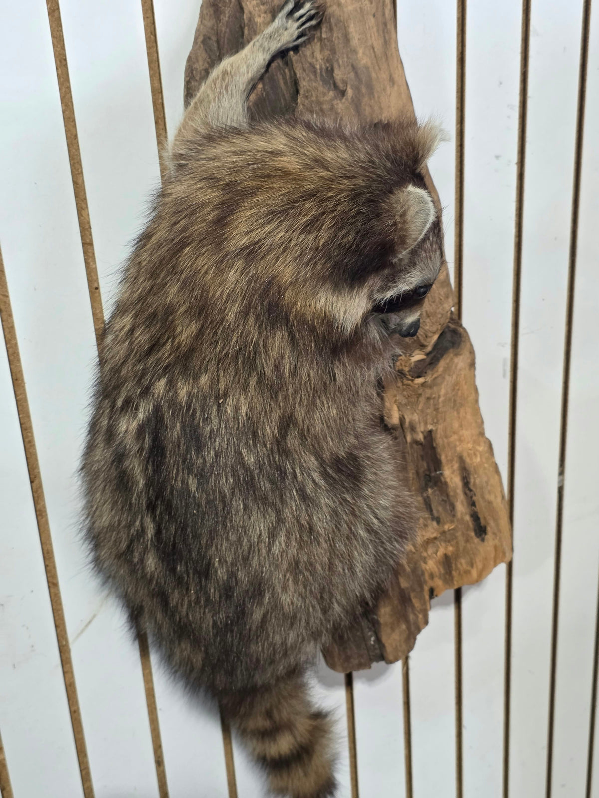 Comb131 - Full-Body Raccoon Taxidermy Mount