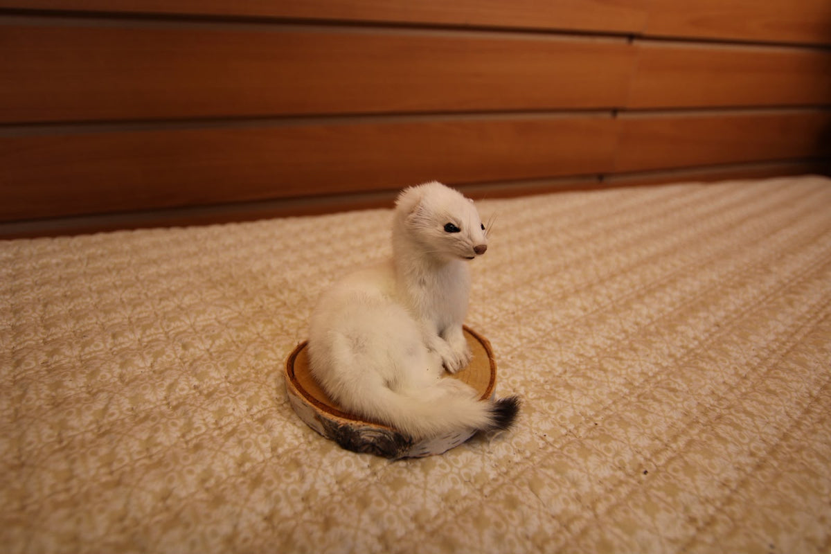 FHWEAS009 - Winter White Ermine (Short-Tailed Weasel) Taxidermy Mount