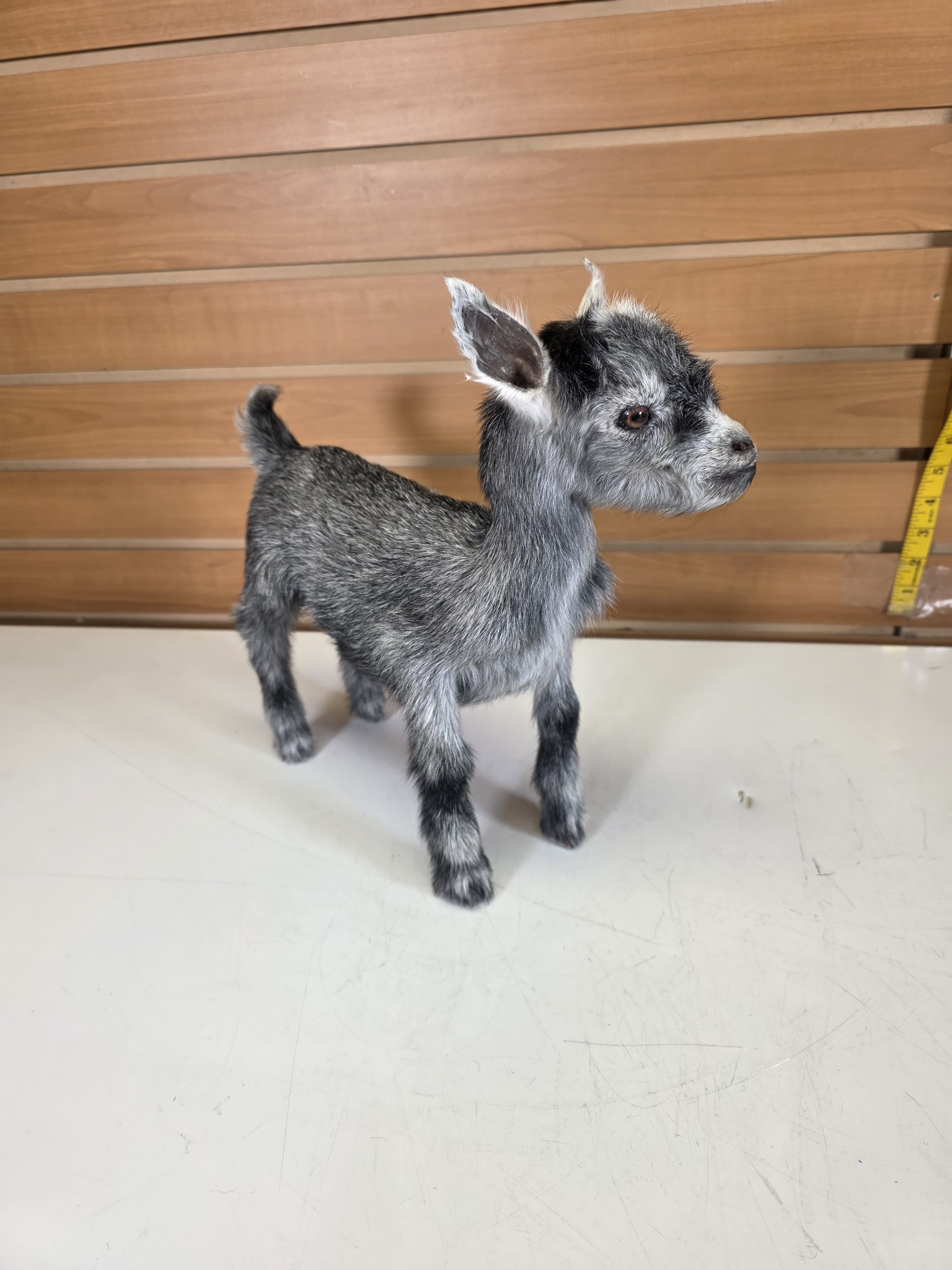 Fhden15 - Pygmy Kid Goat Taxidermy Mount