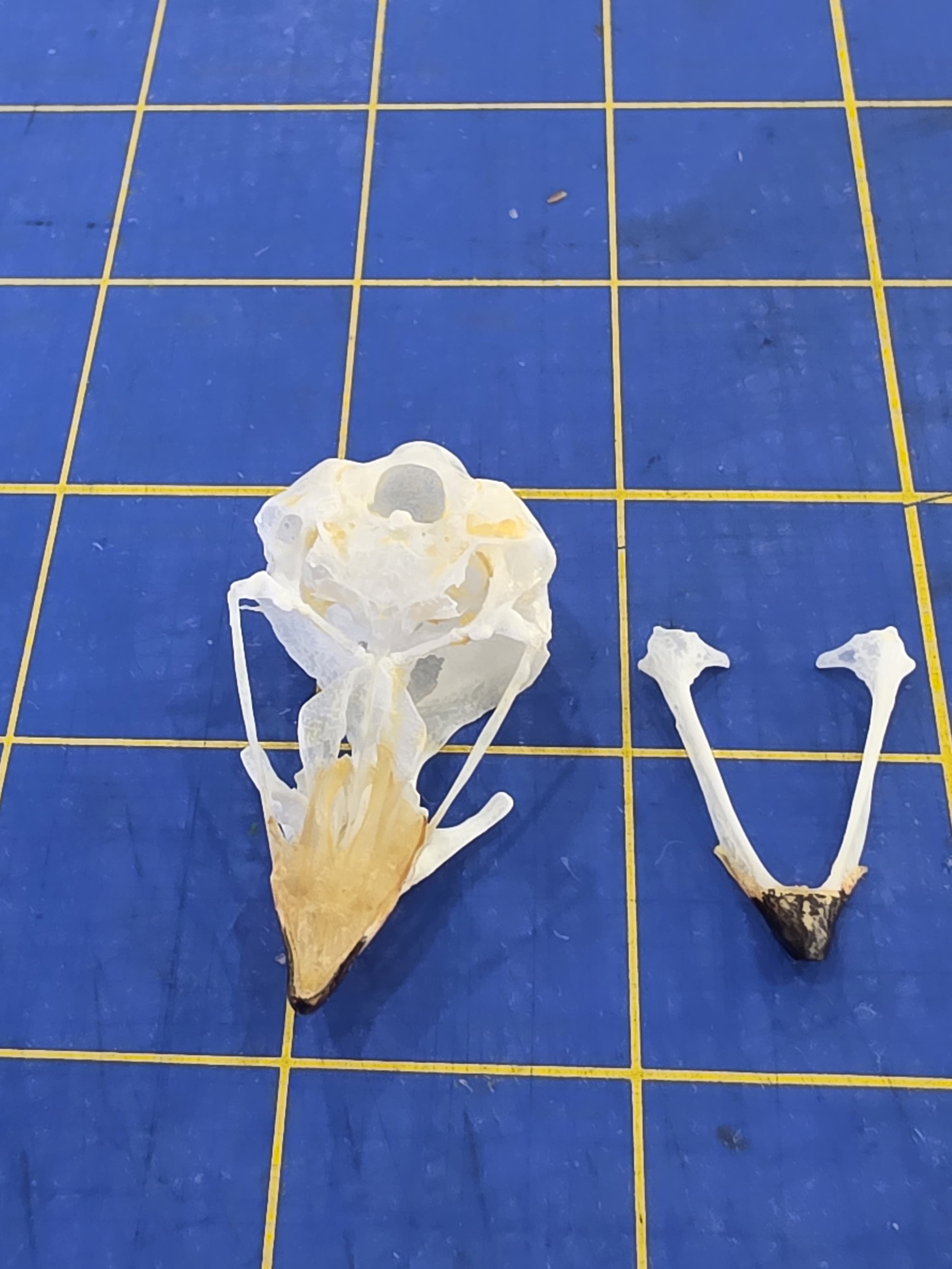 JTVSK100 - Domestic Zoo-Raised Eurasian Sparrowhawk Skull