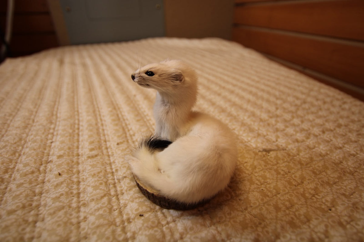 FHWEAS005 - Winter White Ermine (Short-Tailed Weasel) Taxidermy Mount