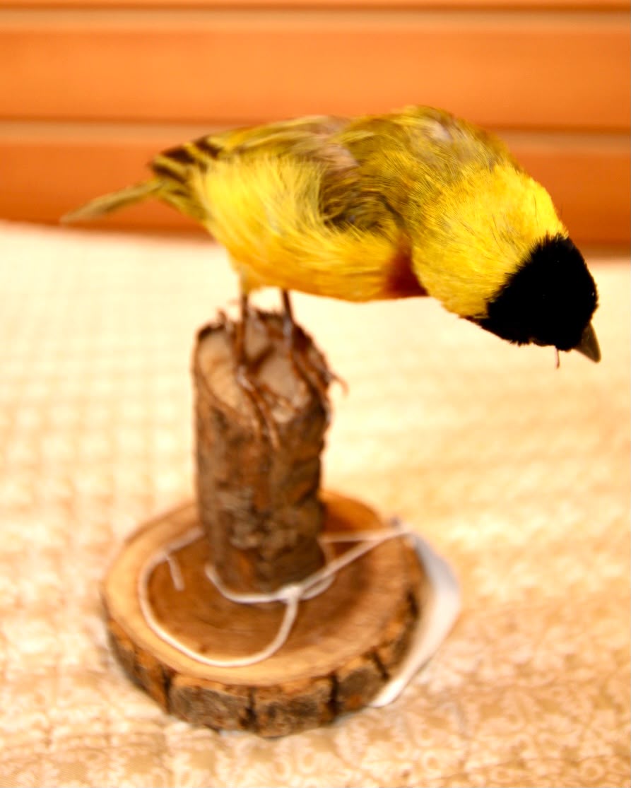 FHSP137 - Exquisite Taxidermy Black-Headed Weaver