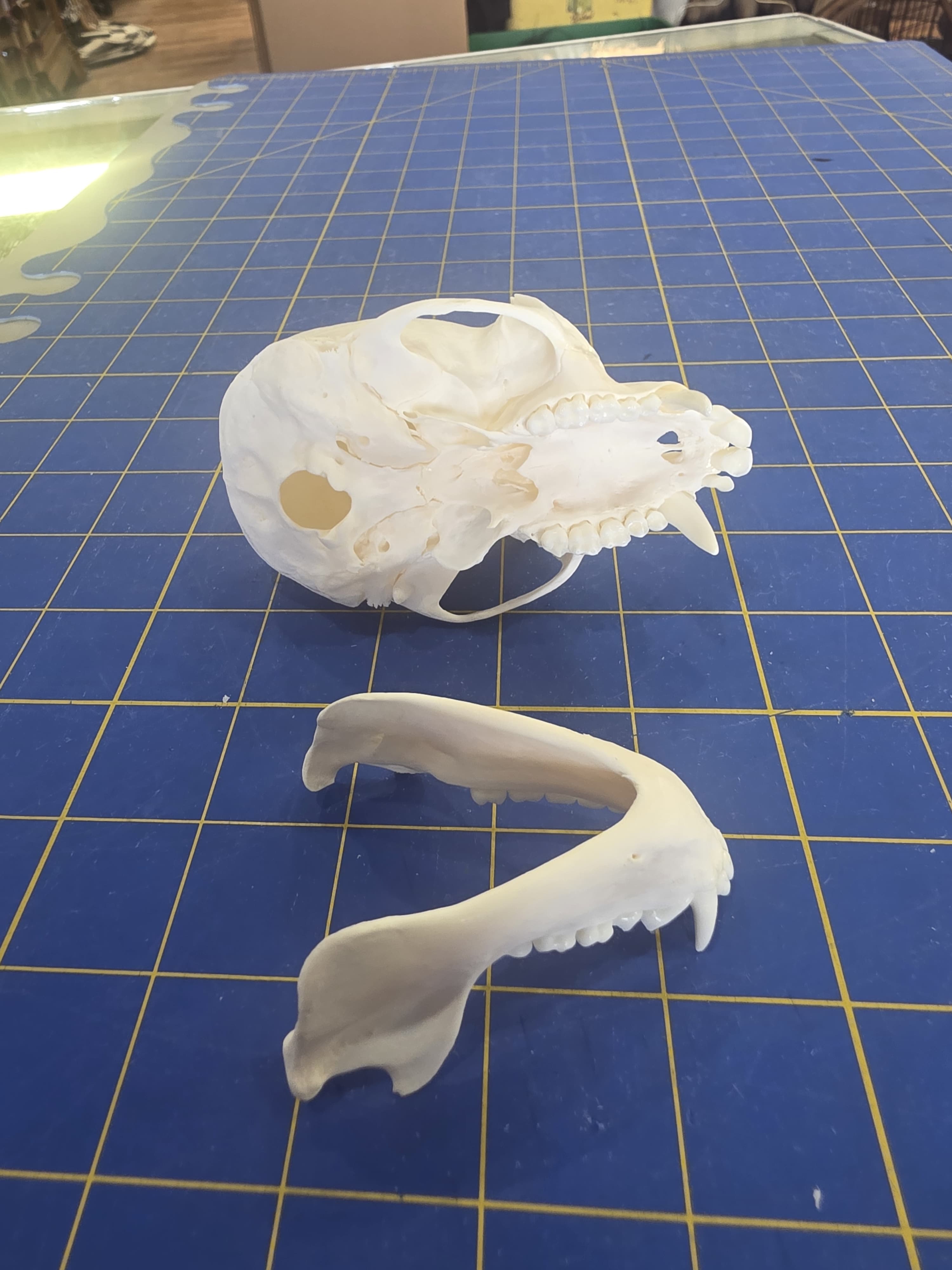 Fhmk12 - Mona Monkey Skull – Authentic Primate Skull Display
