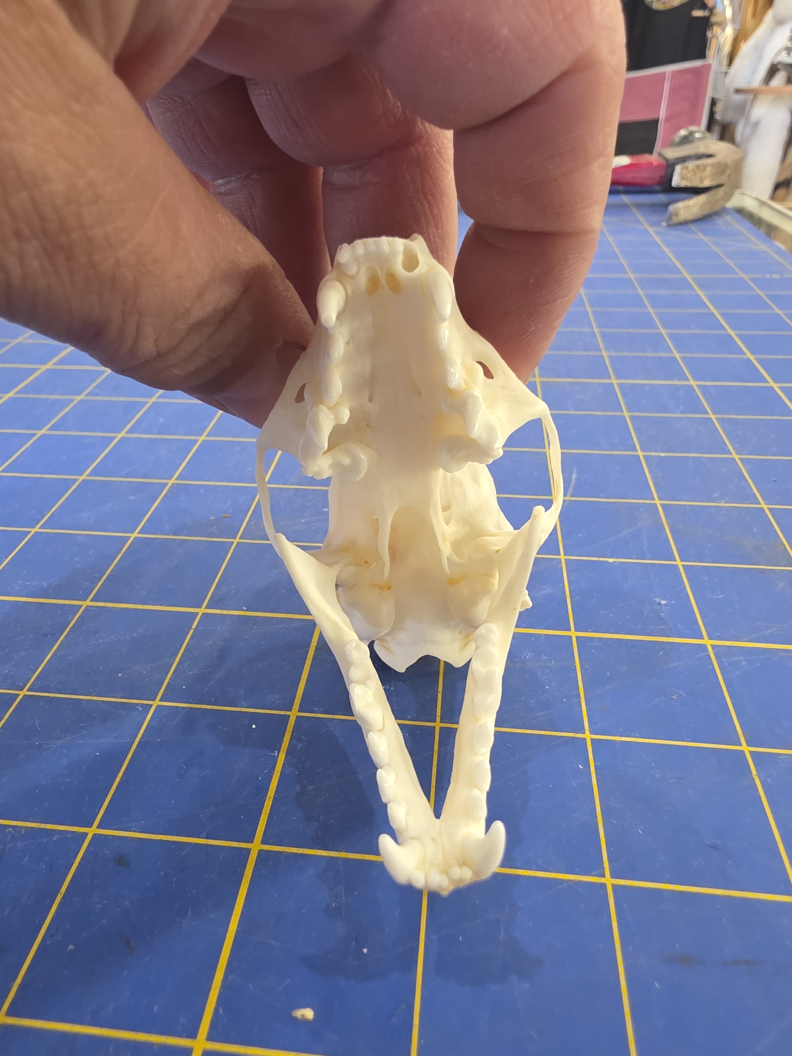 Jtvsk103 - Beech Marten Skull – Authentic Wildlife Specimen