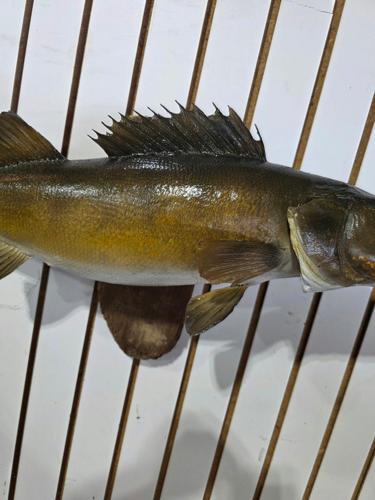 Comb114 - Massive Trophy 28" Walleye Fish Taxidermy Mount