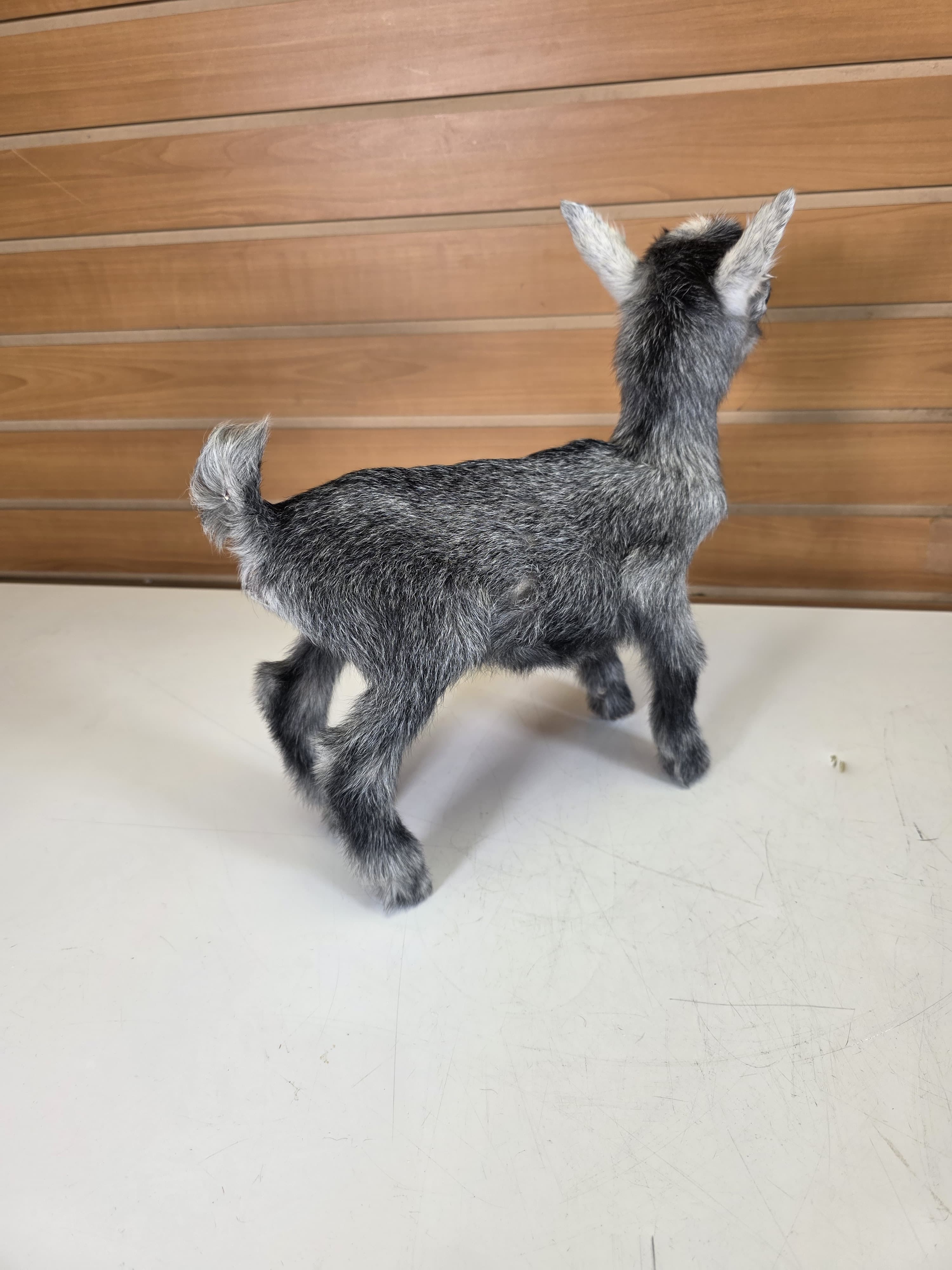Fhden15 - Pygmy Kid Goat Taxidermy Mount