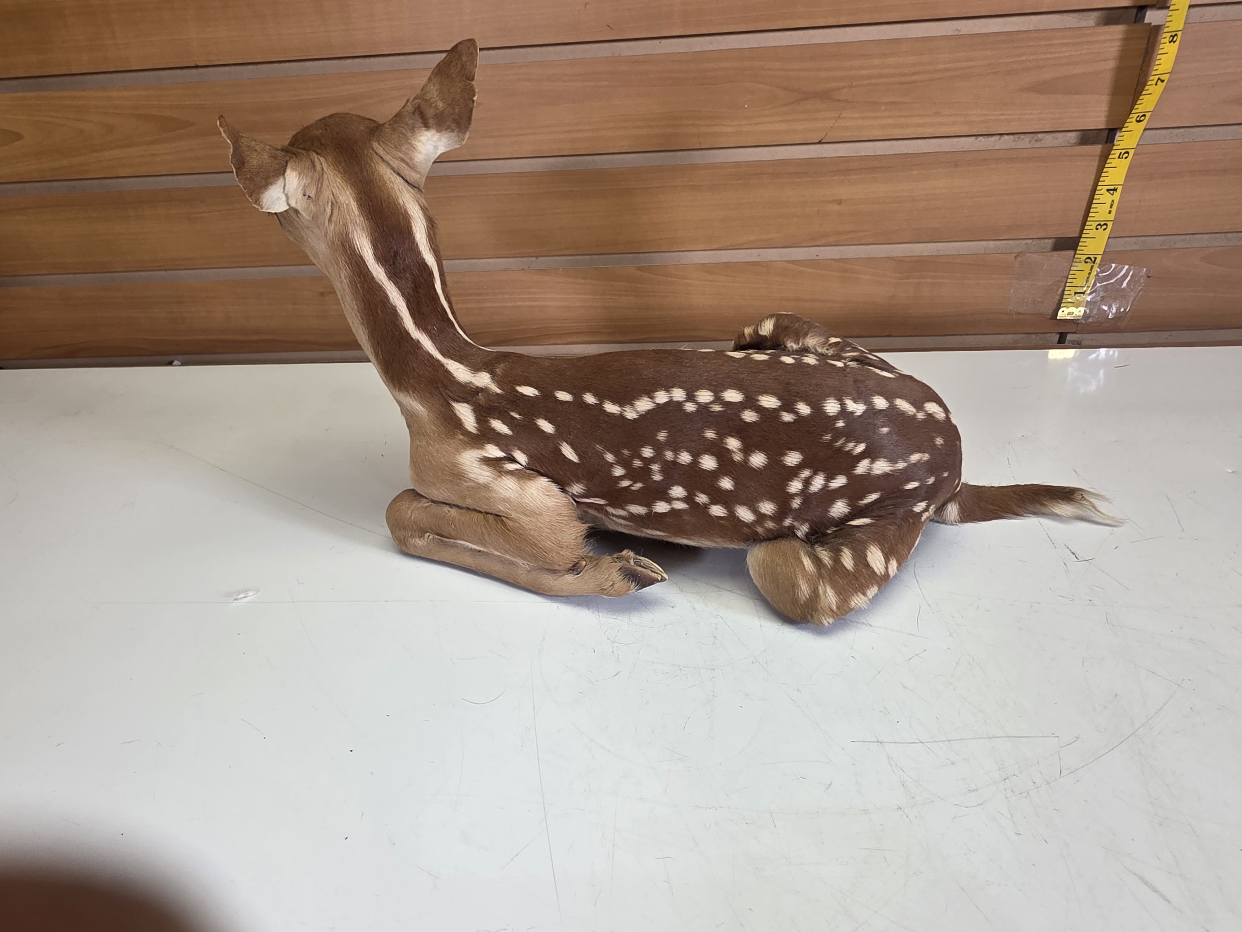 Fhdr202 - Fawn Deer Taxidermy Mount