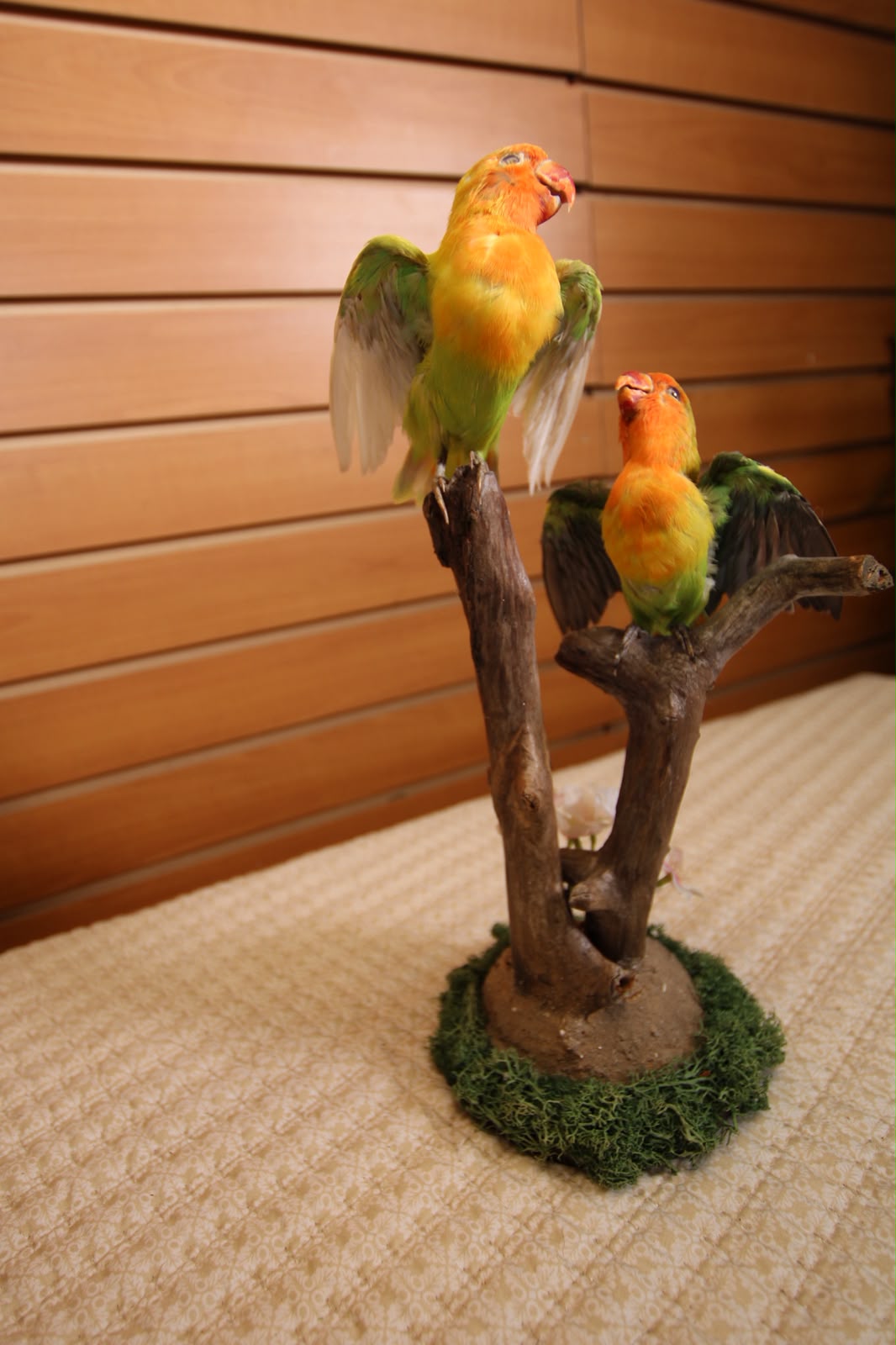 FHSP135 - Pineapple Green Cheek Conure Taxidermy Mount