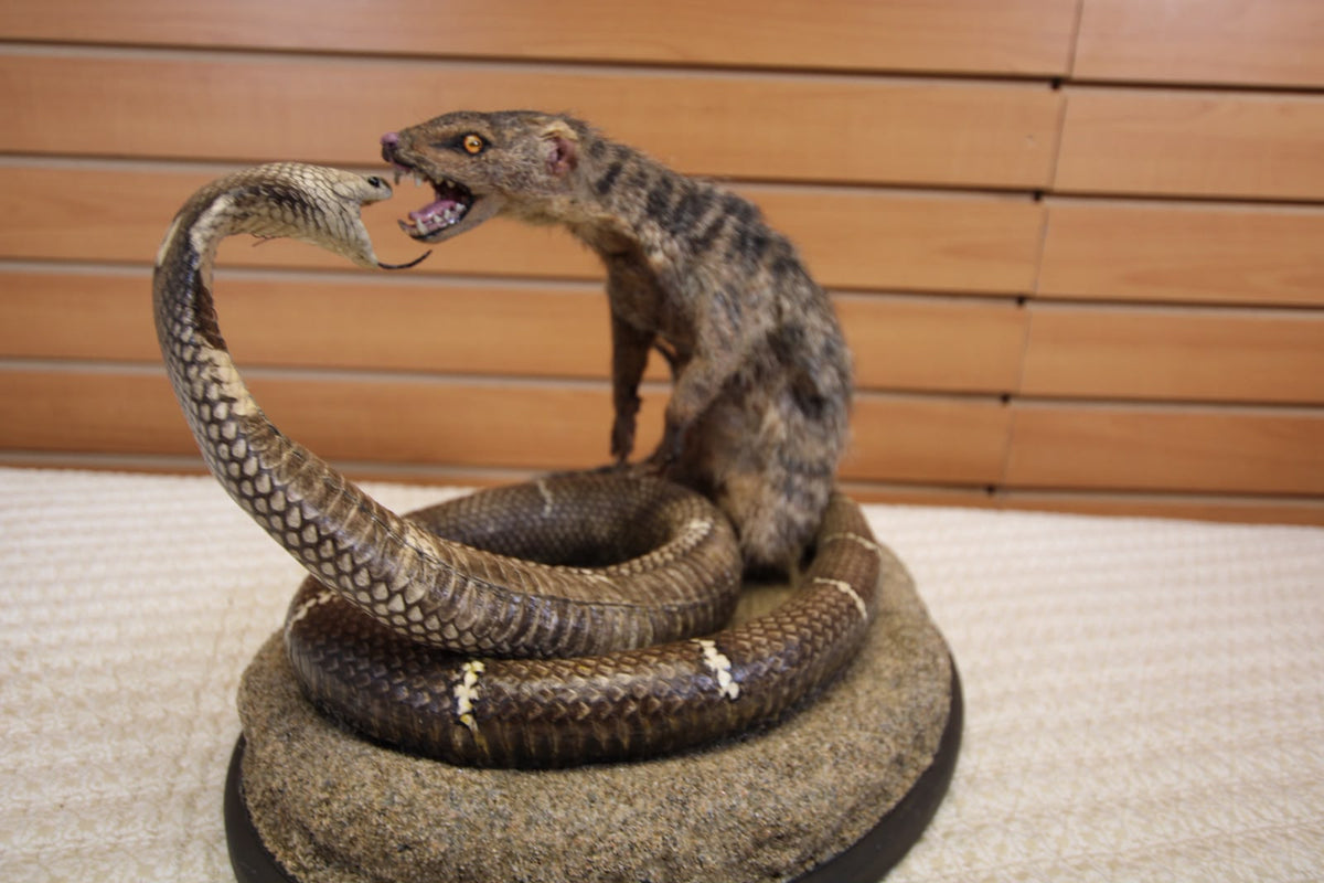 FHSP125 - King Cobra vs. Mongoose Taxidermy Diorama