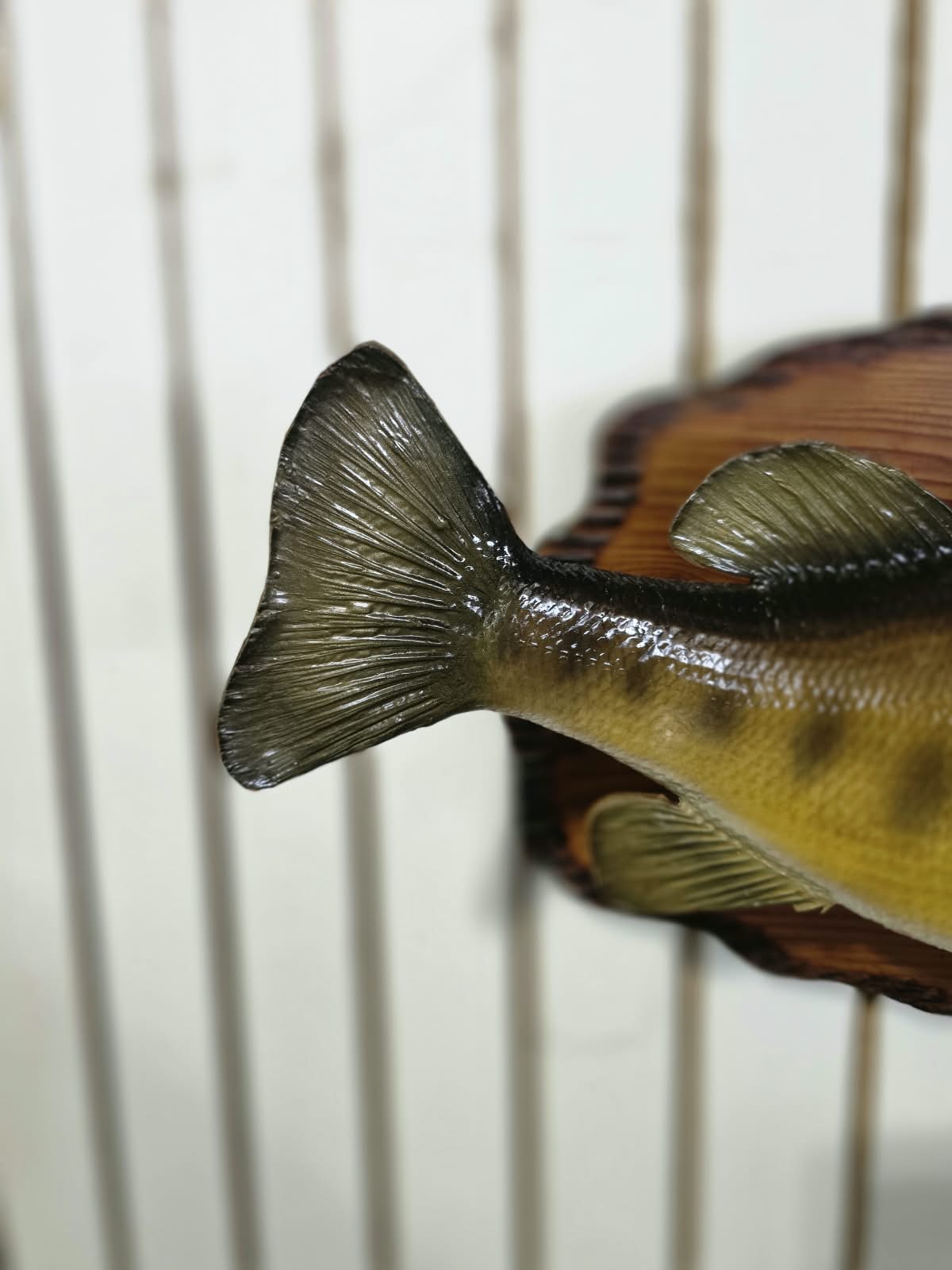 Comb109 - Trophy-Size 20" Largemouth Bass Taxidermy Mount