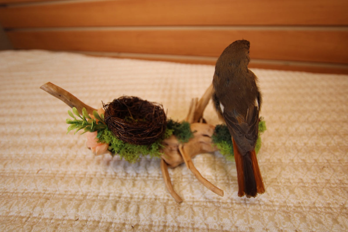 JTVBJ78- Exquisite Taxidermy Rufous-Bellied Niltava