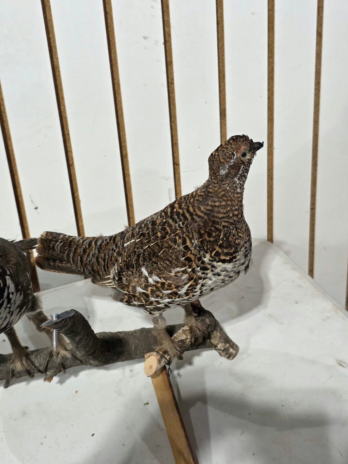 Comb128 - Exquisite Pair of Western Capercaillie Taxidermy Mounts (Male & Female)