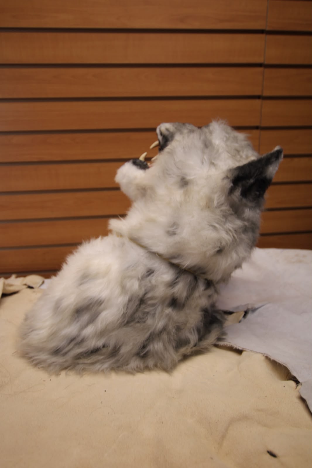 FHRBC07 -reproduction Taxidermy Siberian Gray Wolf Head Mount with Open Mouth