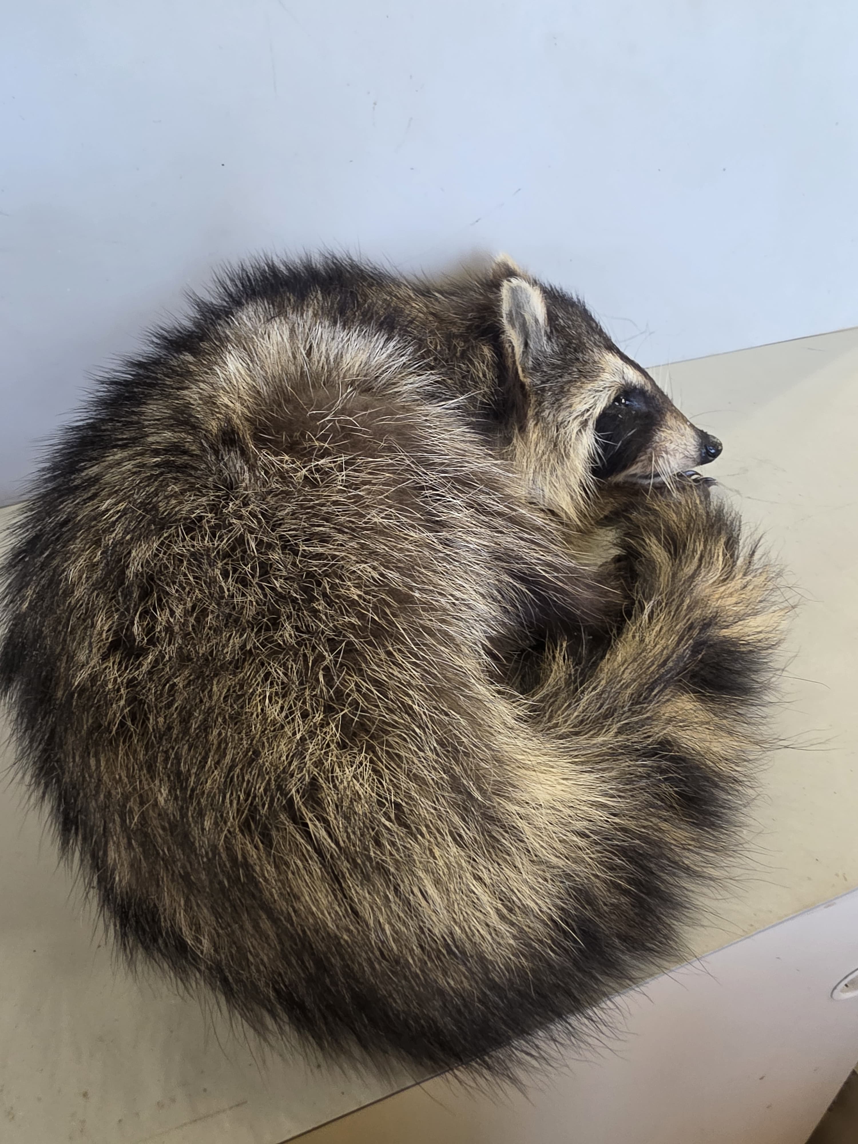 FHJUL16 - young Raccoon Taxidermy full body mount