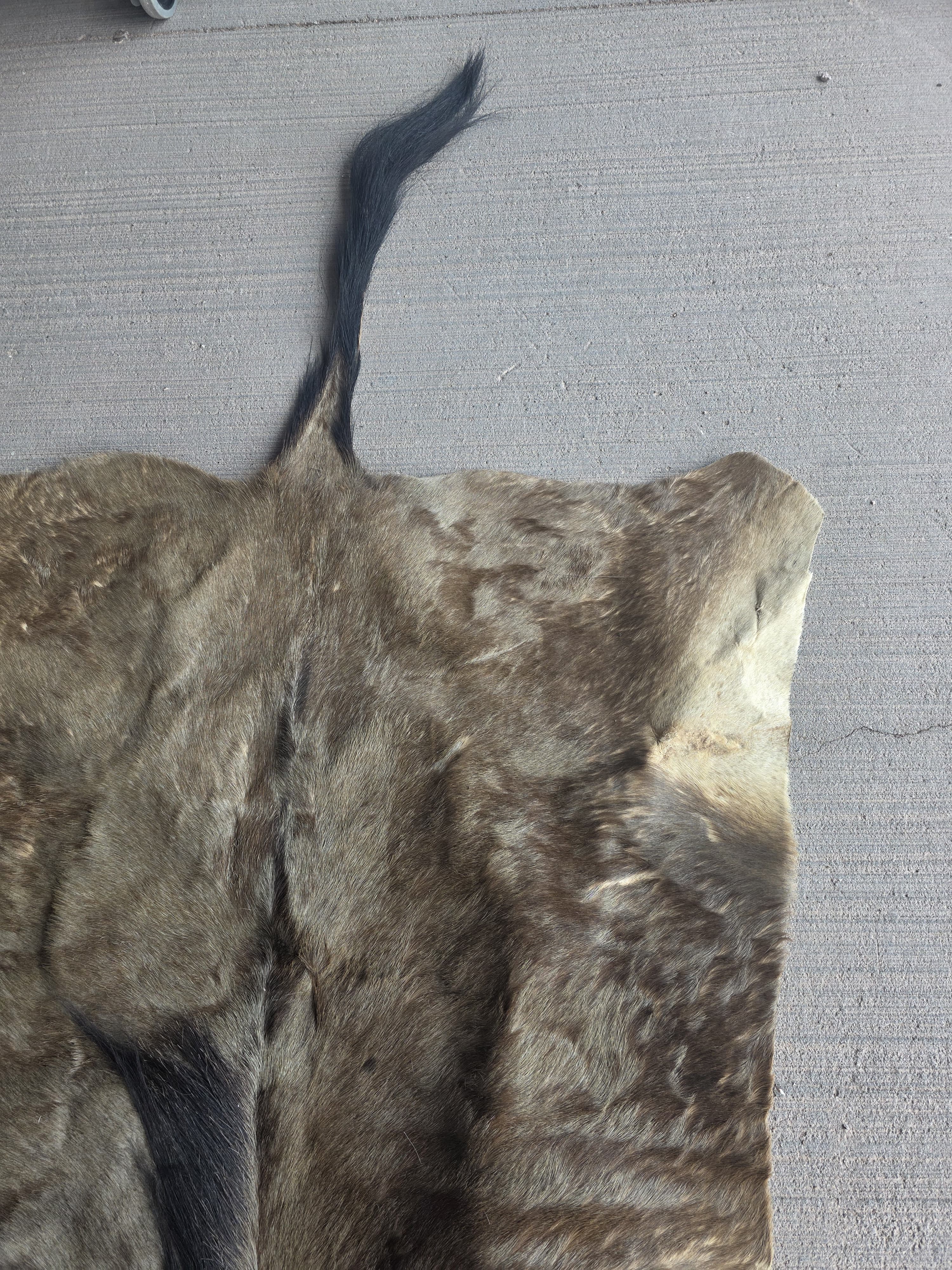 Jtvsk200 - Blue Wildebeest Pelt – 39" Wide × 52" Long (+29" Tail)