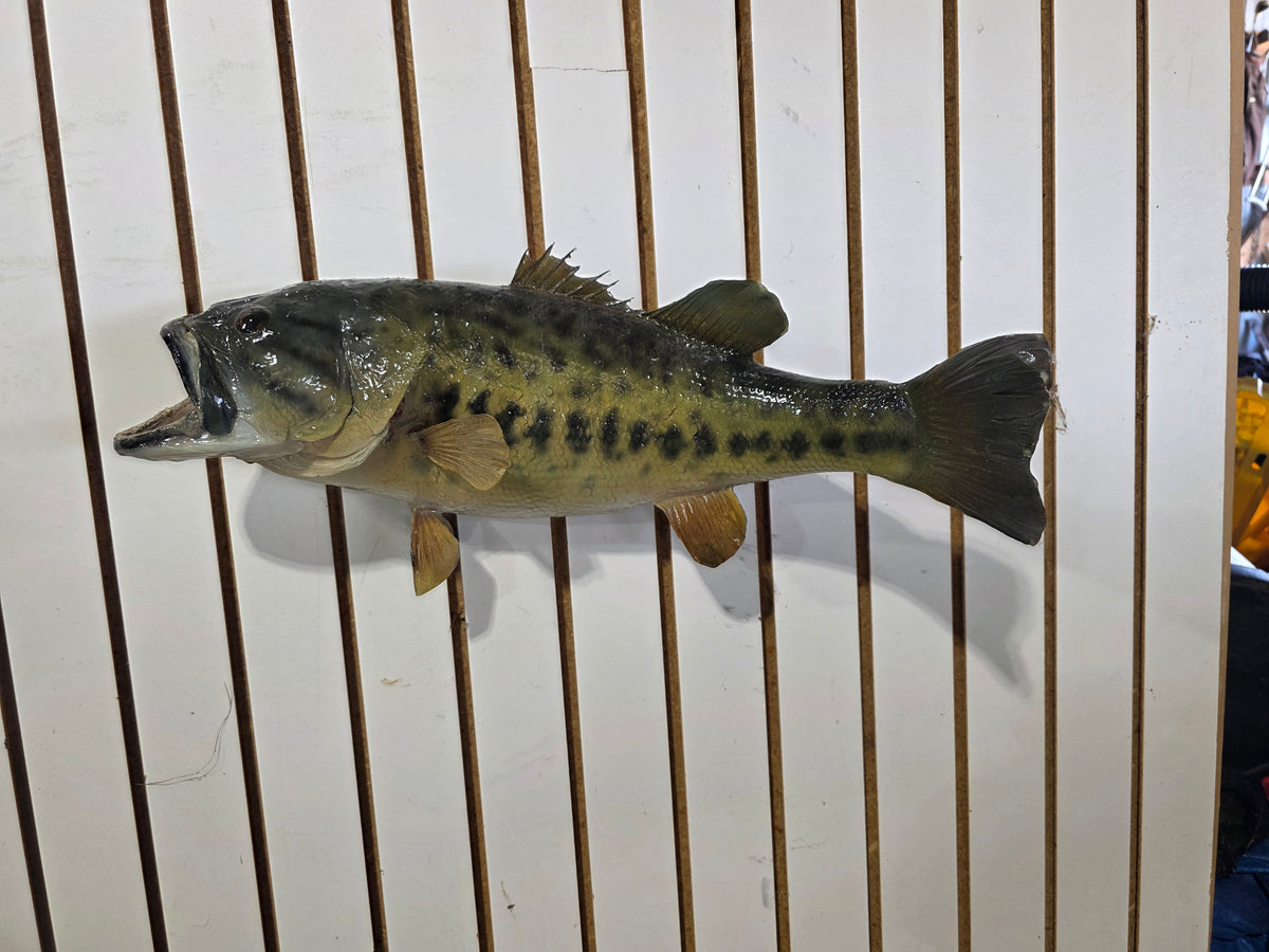 Comb112 - Trophy-Size 20" Largemouth Bass Taxidermy Mount