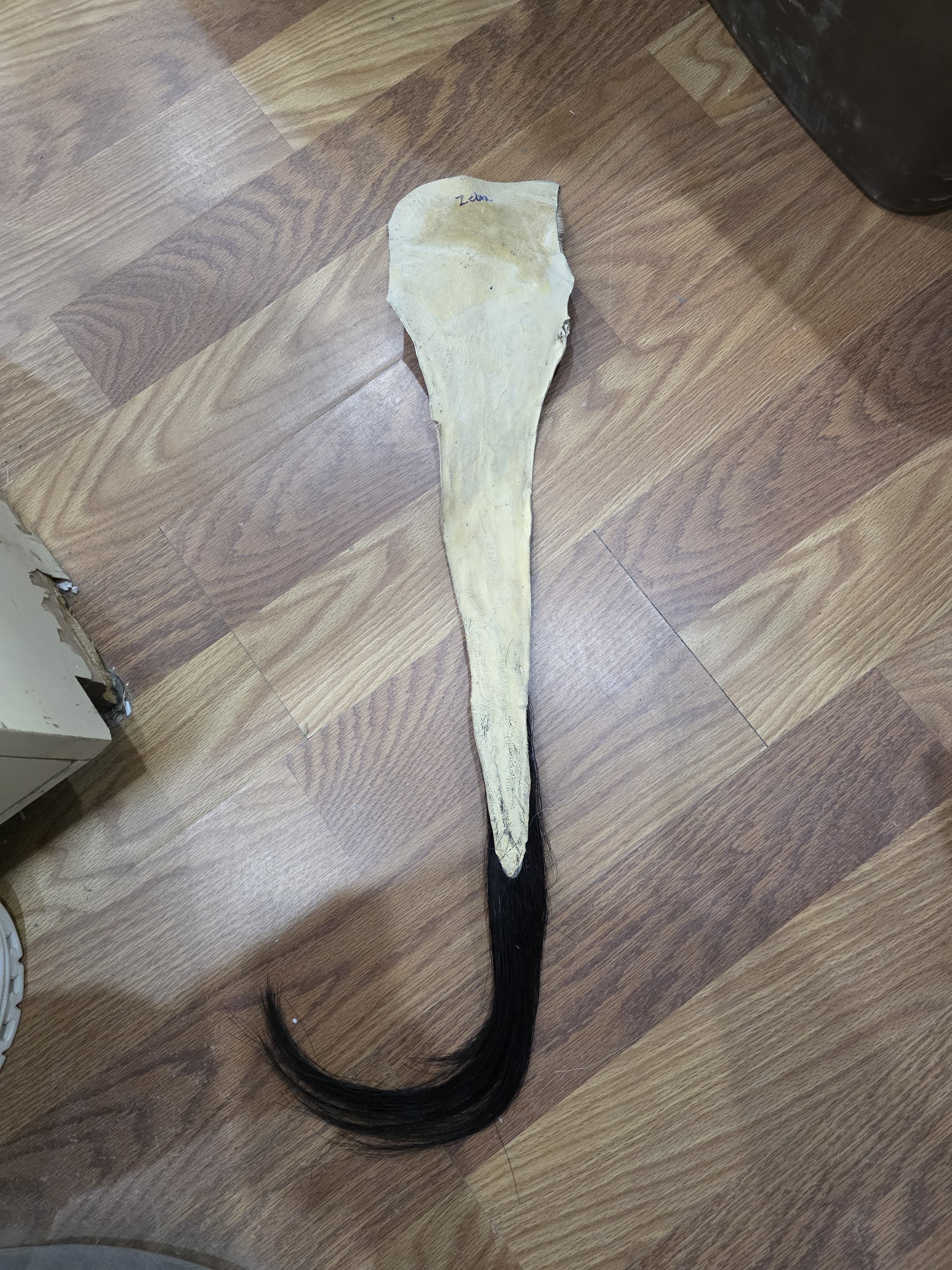 JVTL4 - Zebra Tail 34" – Authentic Taxidermy Decor