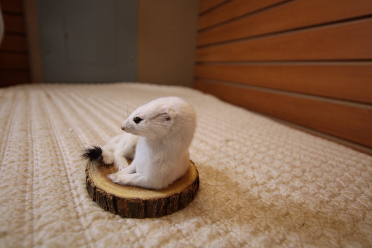 FHWEAS001 - Winter White Ermine (Short-Tailed Weasel) Taxidermy Mount
