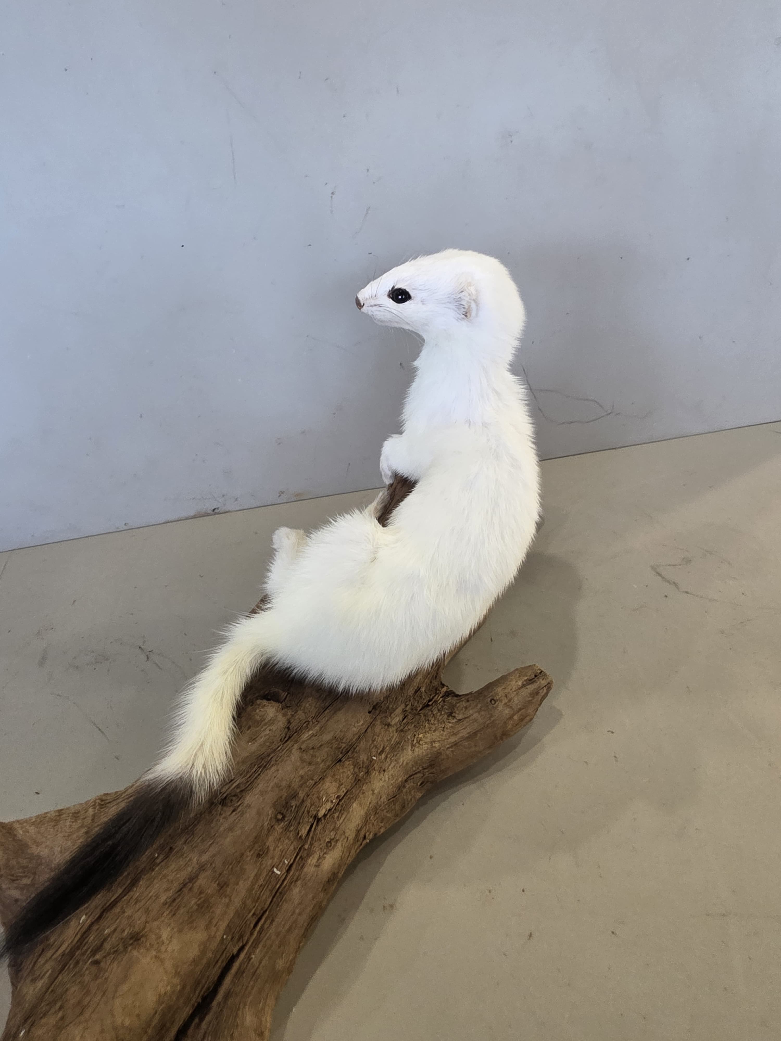 FHJUL12 - Taxidermy Ermine – Realistic Display Specimen