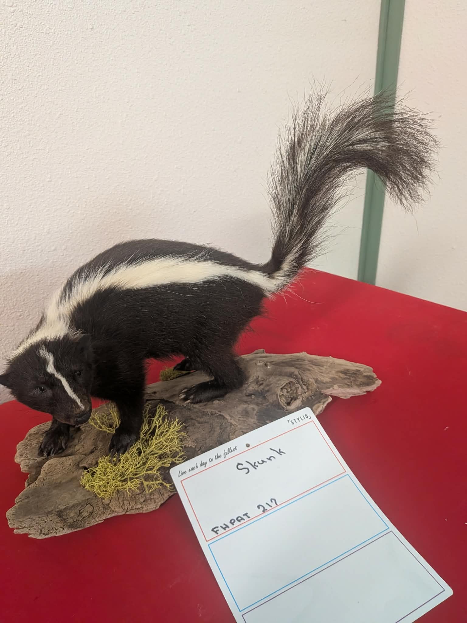 FHPAT212 - Skunk Taxidermy Mount – Classic Wildlife Display