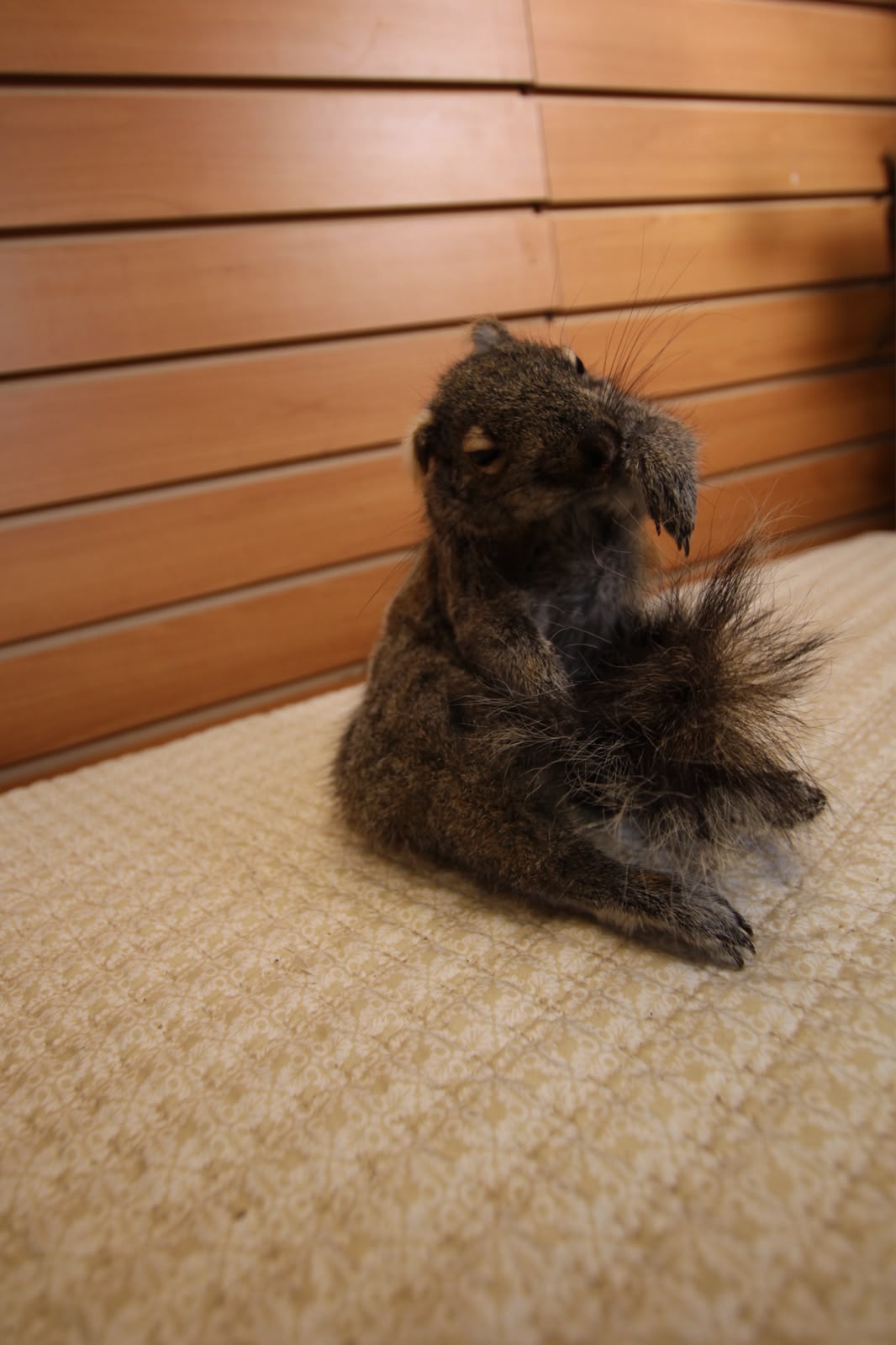 FHSQU004 - Charming Small Squirrel Taxidermy Mount