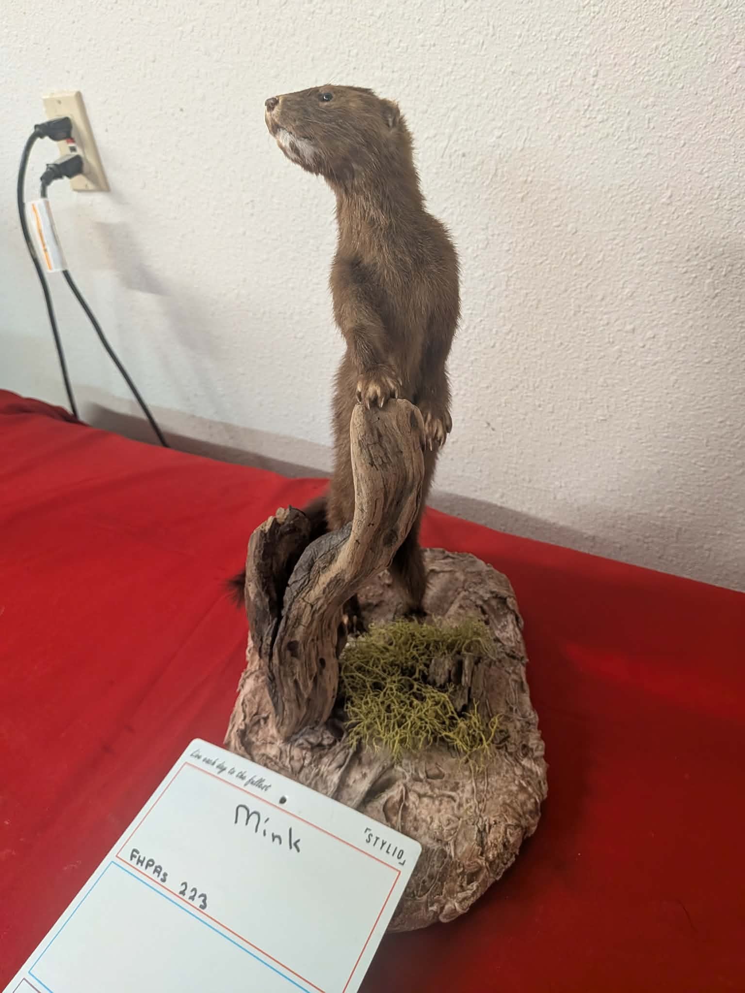 FHPRS223 - Mink Taxidermy Mount – Elegant Wildlife Display