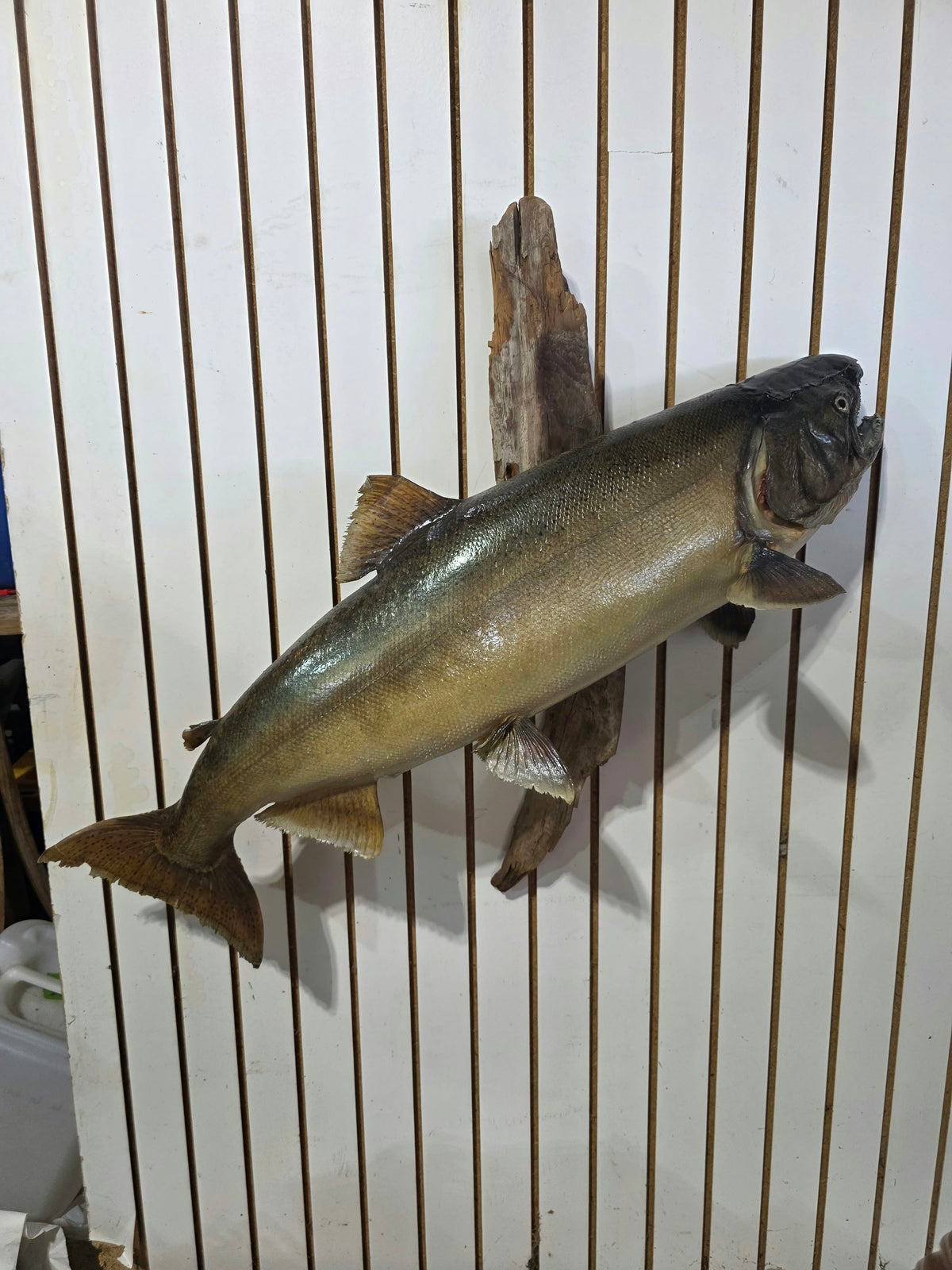Comb117 - Massive Trophy 42" Salmon Head Mount