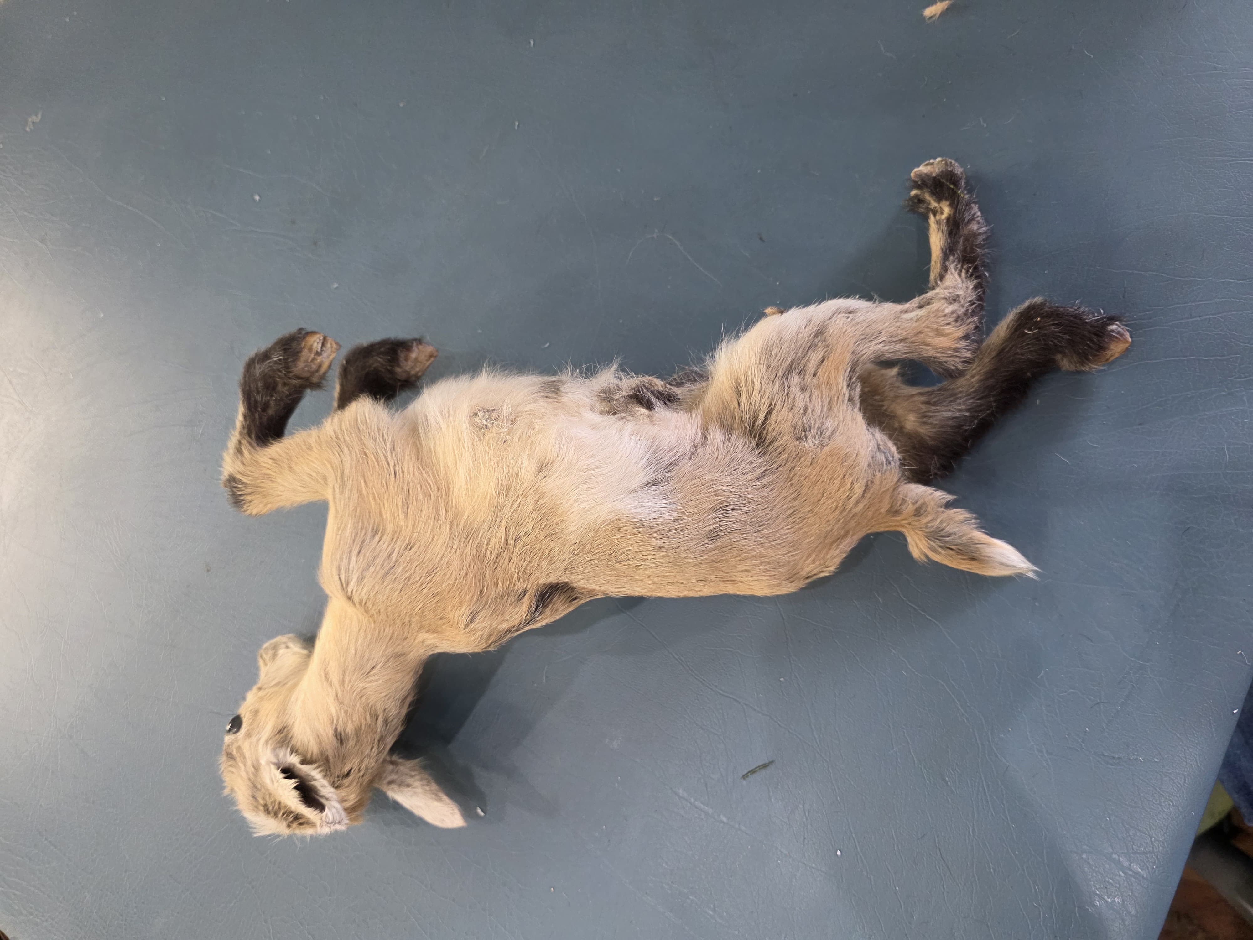Fhjun26 - Kid Goat Taxidermy Mount