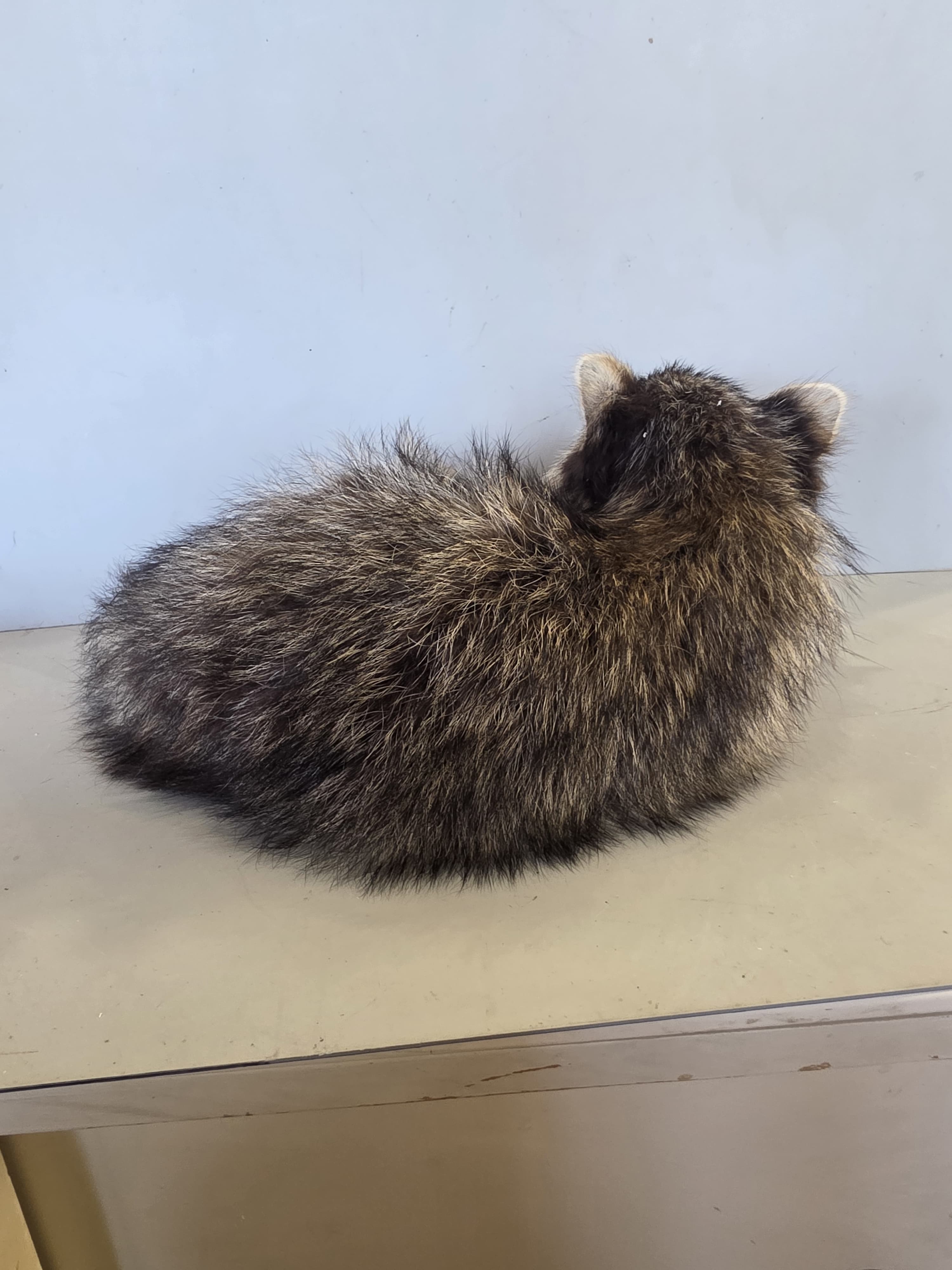 FHJUL17 - young Raccoon Taxidermy full body mount