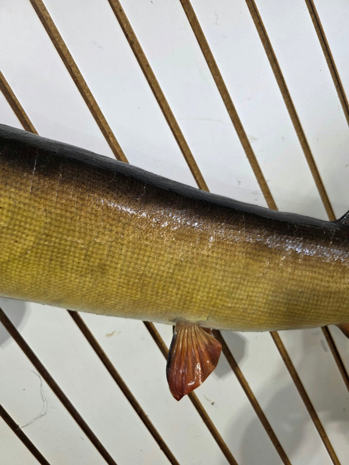 Comb113 - Trophy-Class 38" Northern Pike Taxidermy Mount