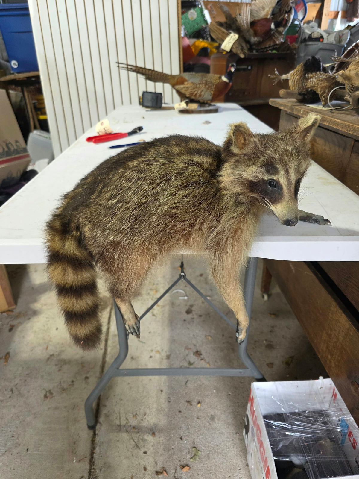 Comb130 - Lifelike Full-Body Raccoon Taxidermy Mount