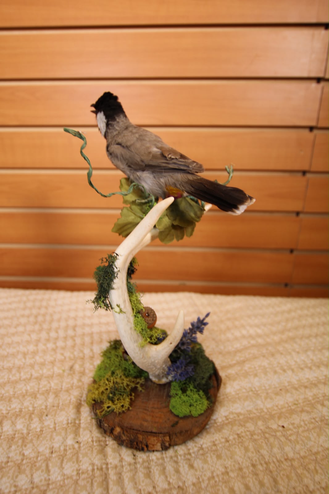 JTVB03 - Exquisite Taxidermy White-Eared Wagtail