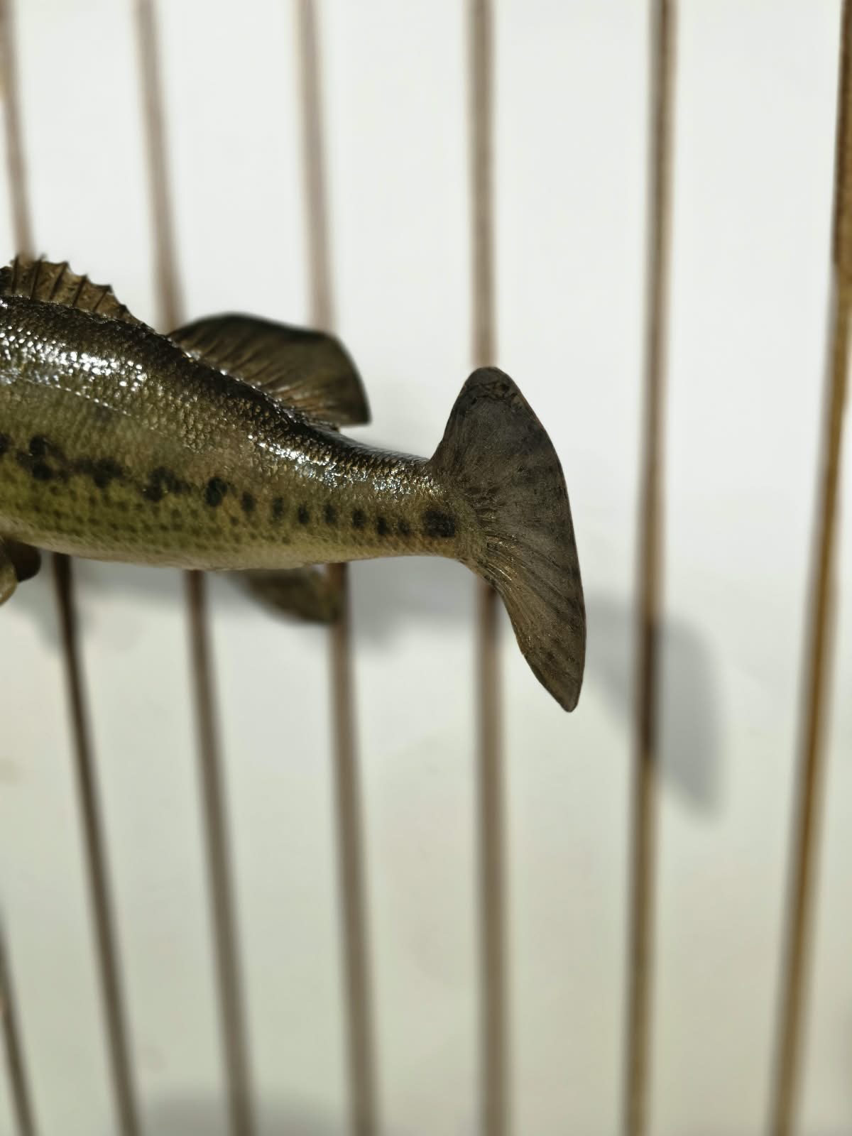 Comb102 - 18" Largemouth Bass Taxidermy Mount