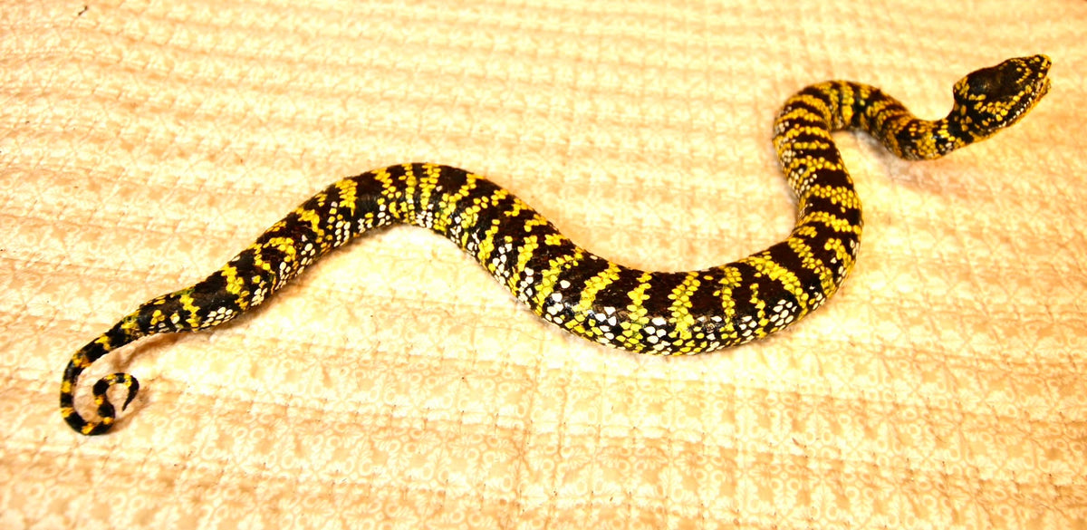 FHSP136 - Exquisite Taxidermy Wagler Viper