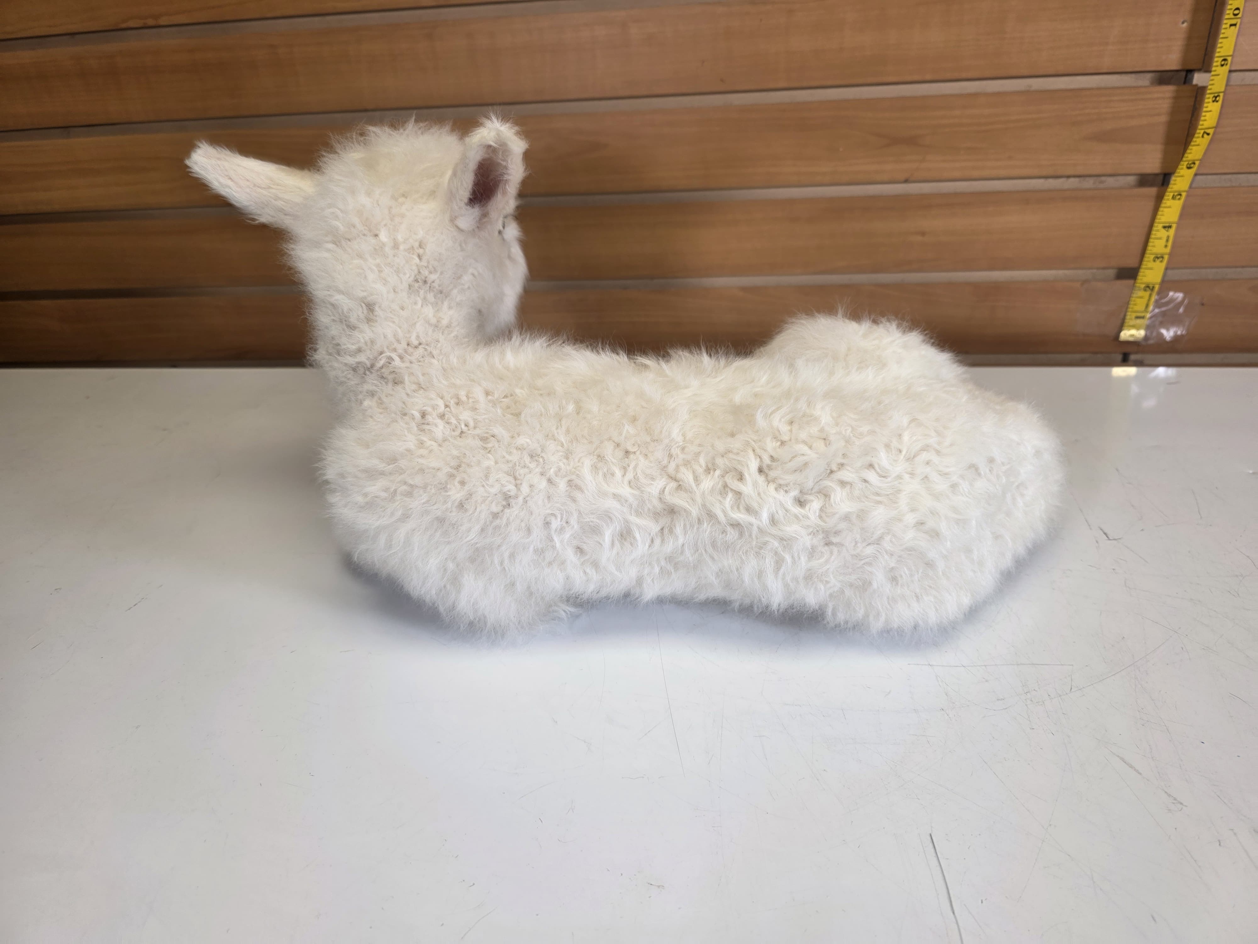 Fhden17 - baby Lamb Taxidermy Mount