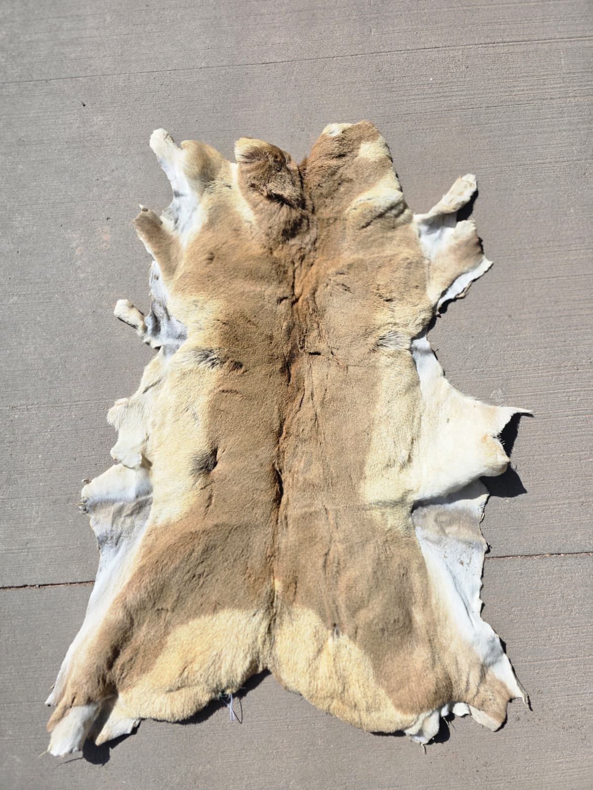 FHRAN88 - Natural Pronghorn Antelope Hide / Fur – 40” x 23”
