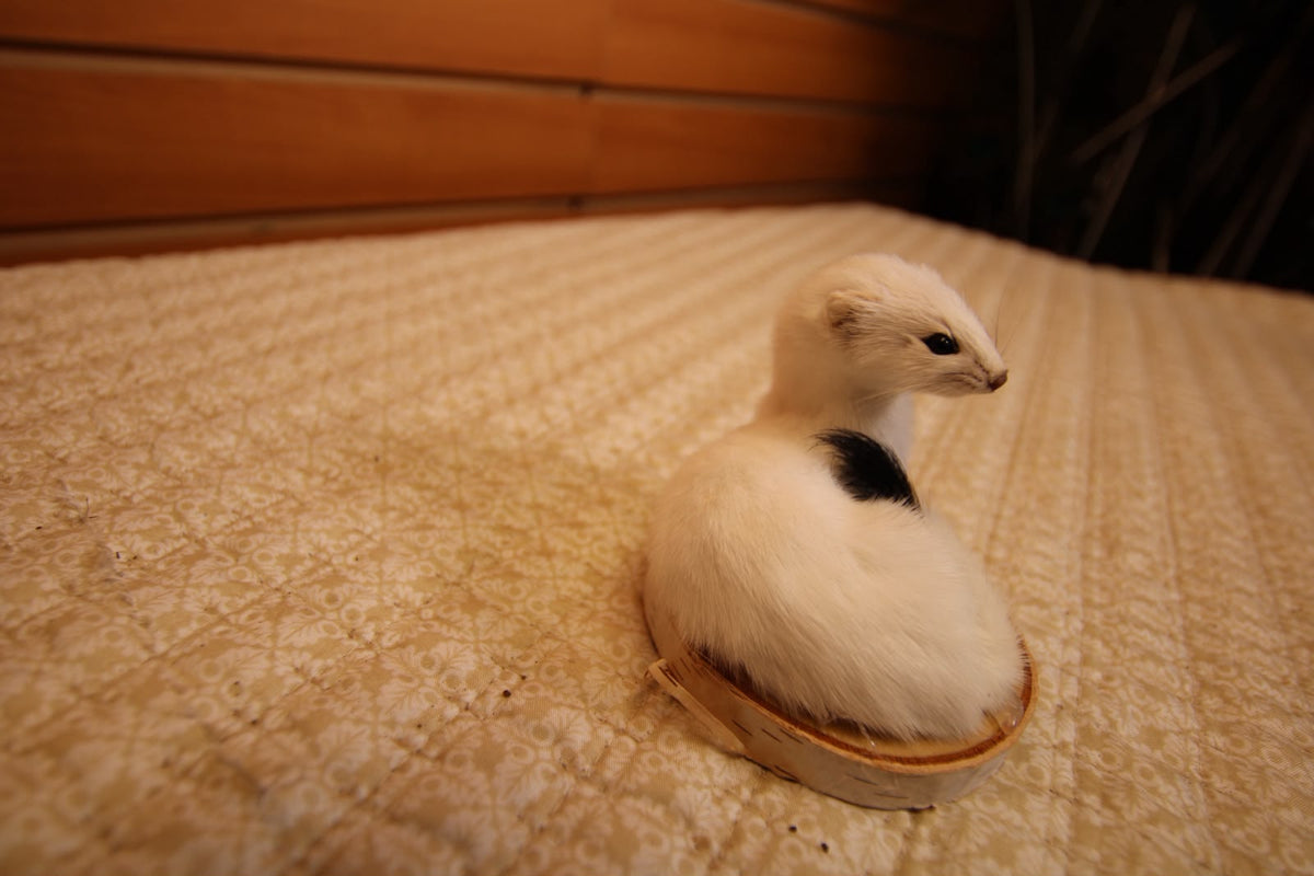 FHWEAS007 - Winter White Ermine (Short-Tailed Weasel) Taxidermy Mount
