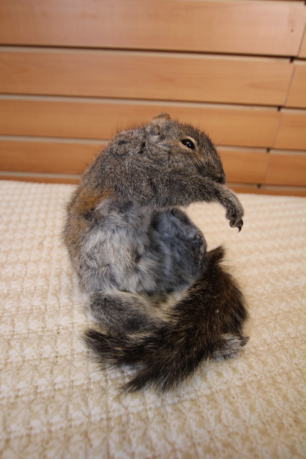 FHSQ002 - drunk Small Squirrel Taxidermy Mount