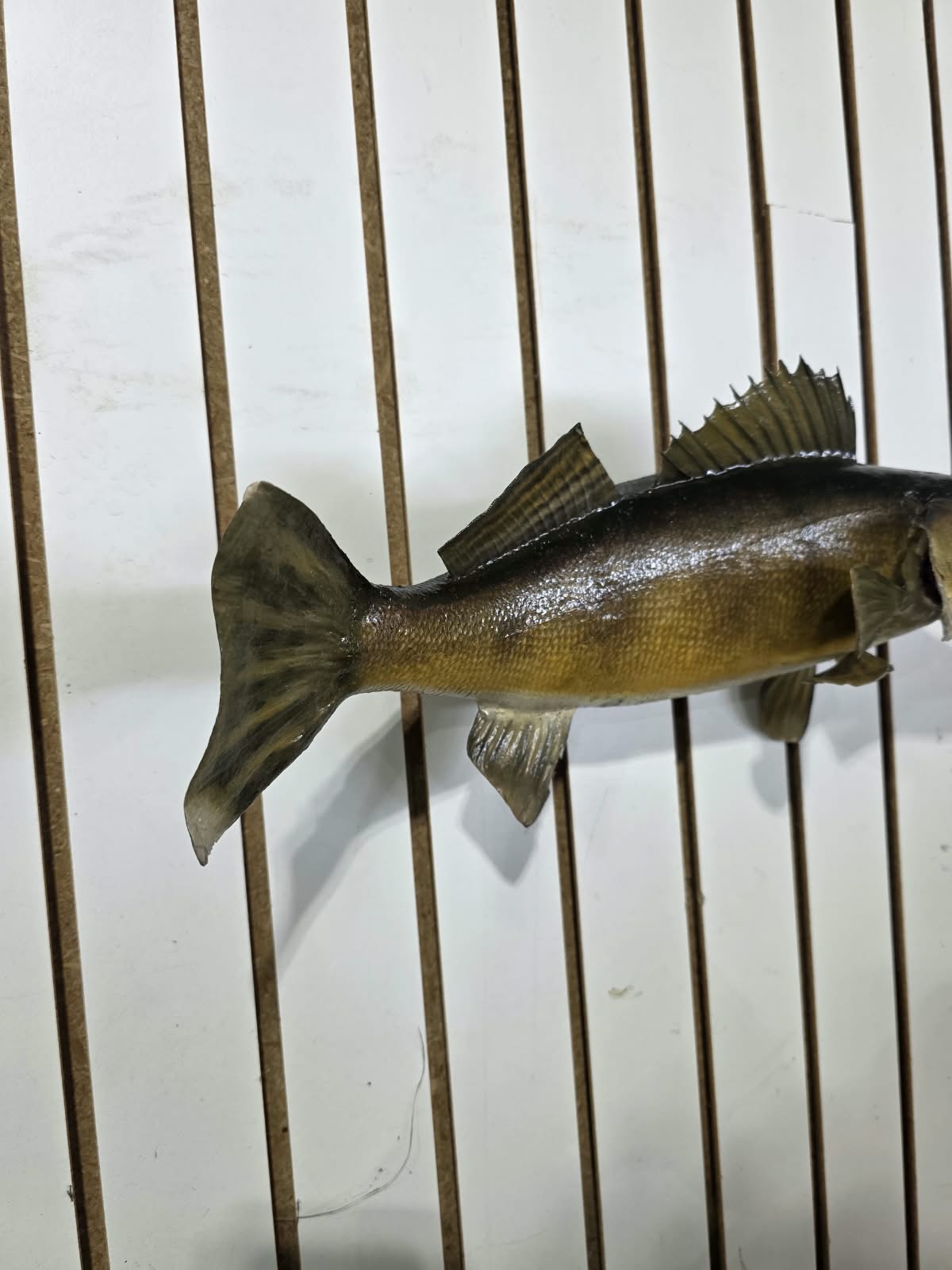 Comb100 - Lifelike 19" Walleye Fish Taxidermy Mount