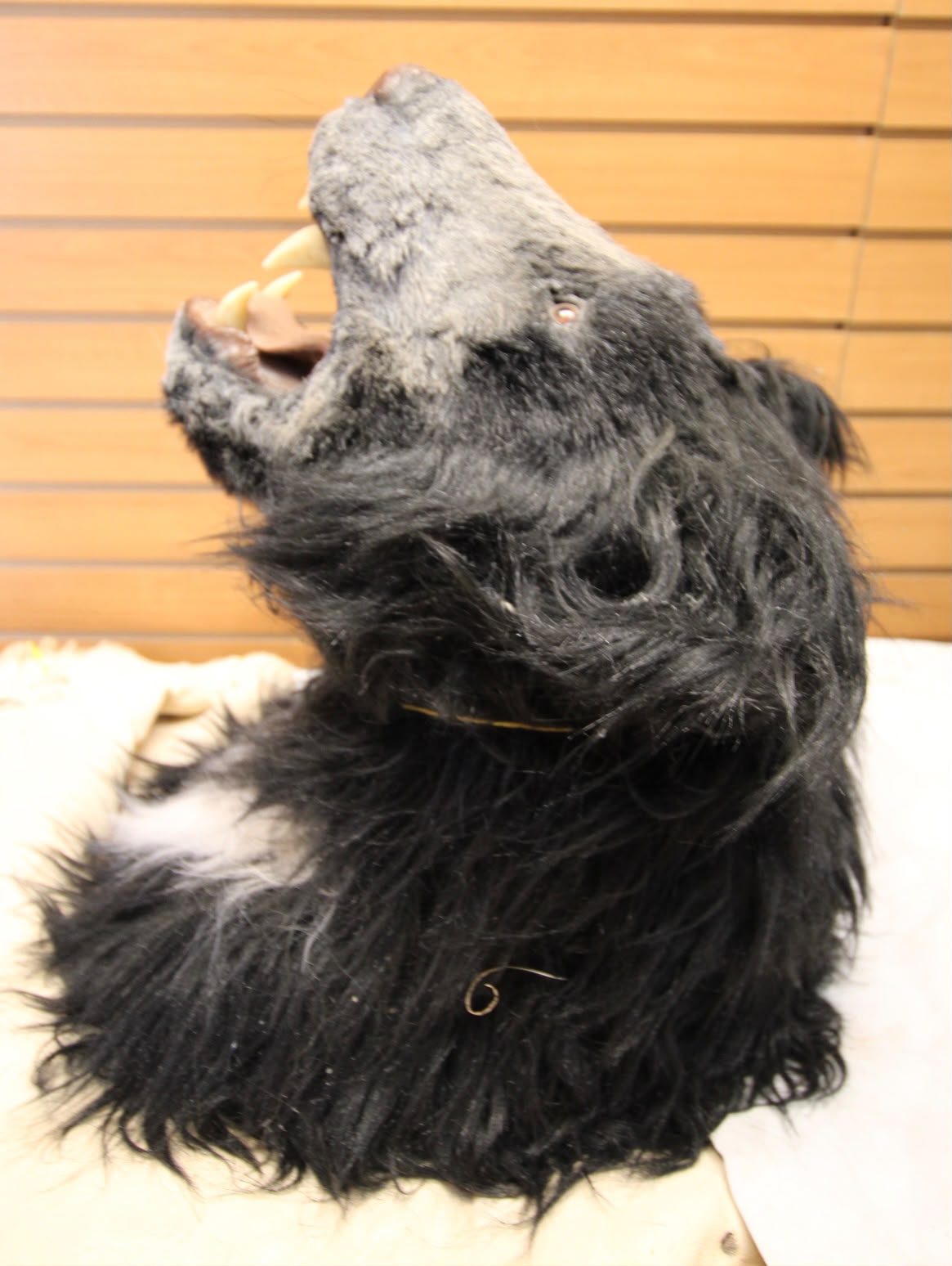 FJRB02 - reproduction Taxidermy Mythological Black Werewolf Custom Shoulder Mount
