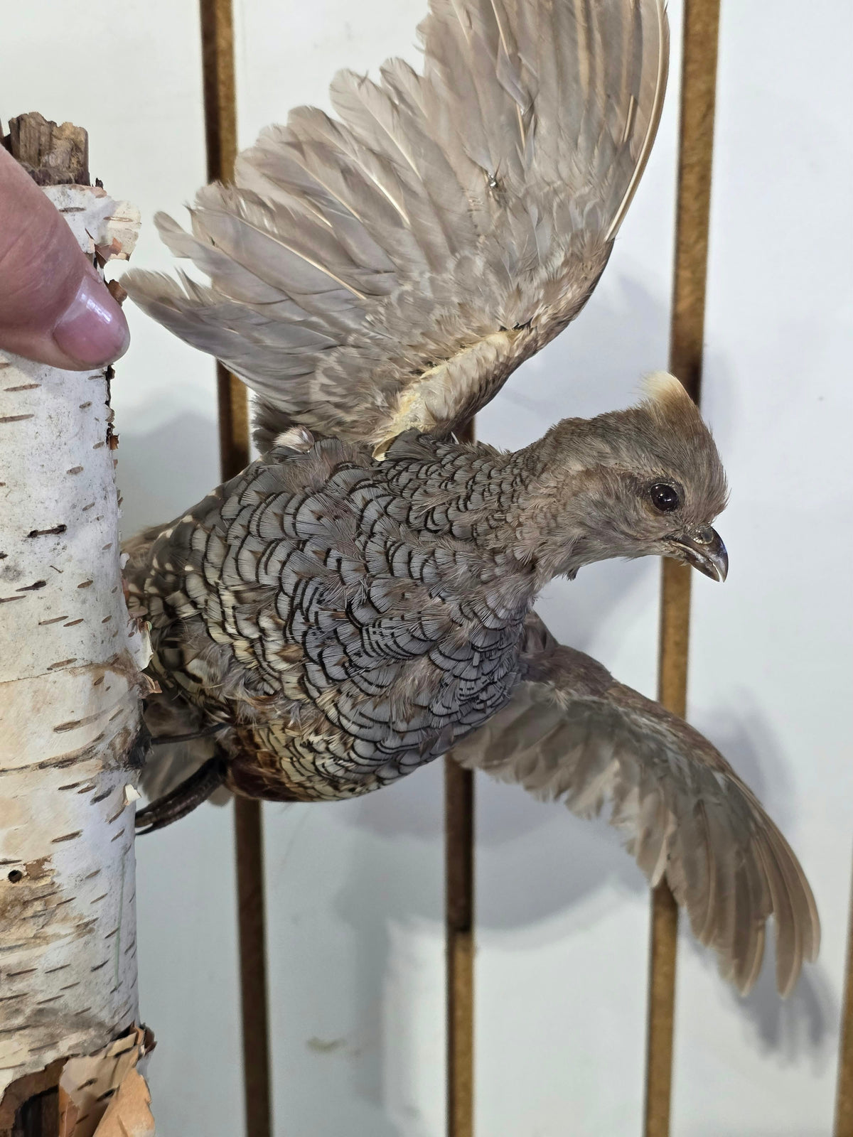 Comb121 - Exquisite Blue Scaled Quail Taxidermy Mount