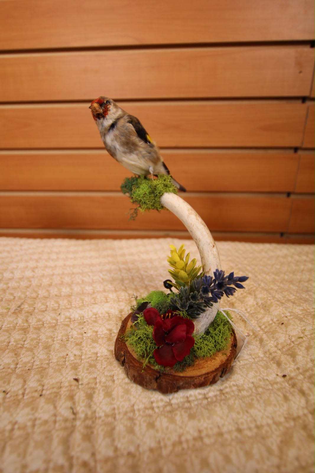 JTVB02 - Exquisite Taxidermy European Goldfinch