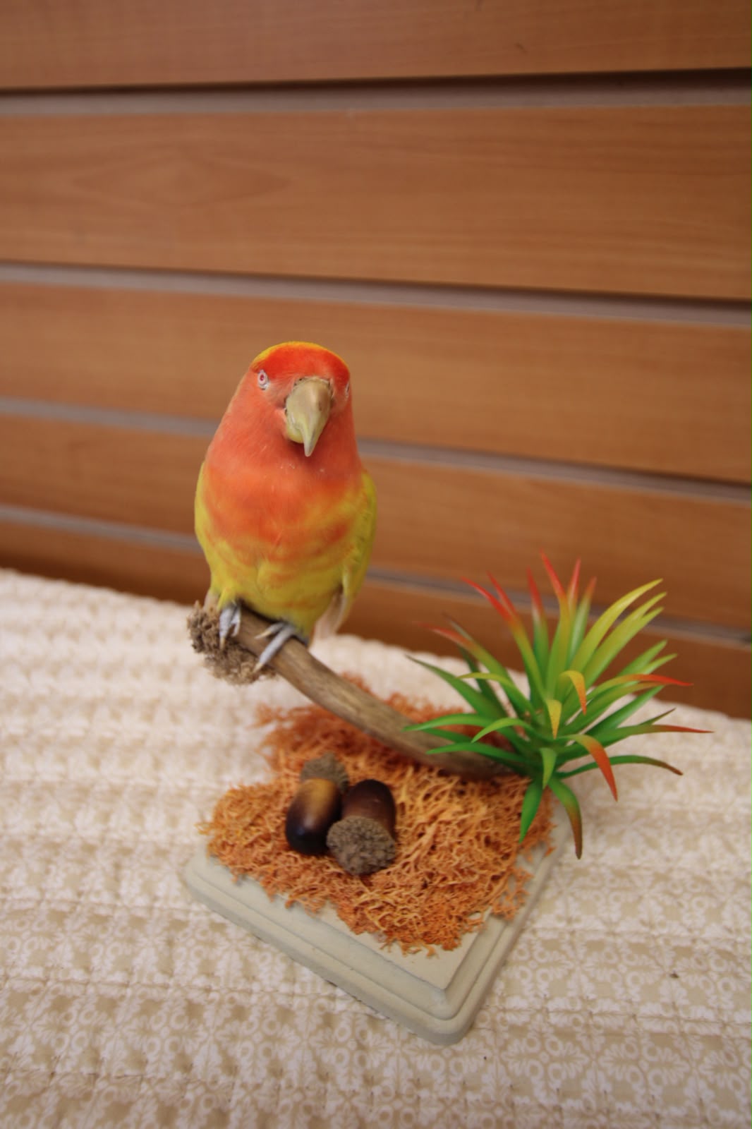 FHSP128 - Rosy-Faced Lovebird Taxidermy on Mossy Branch