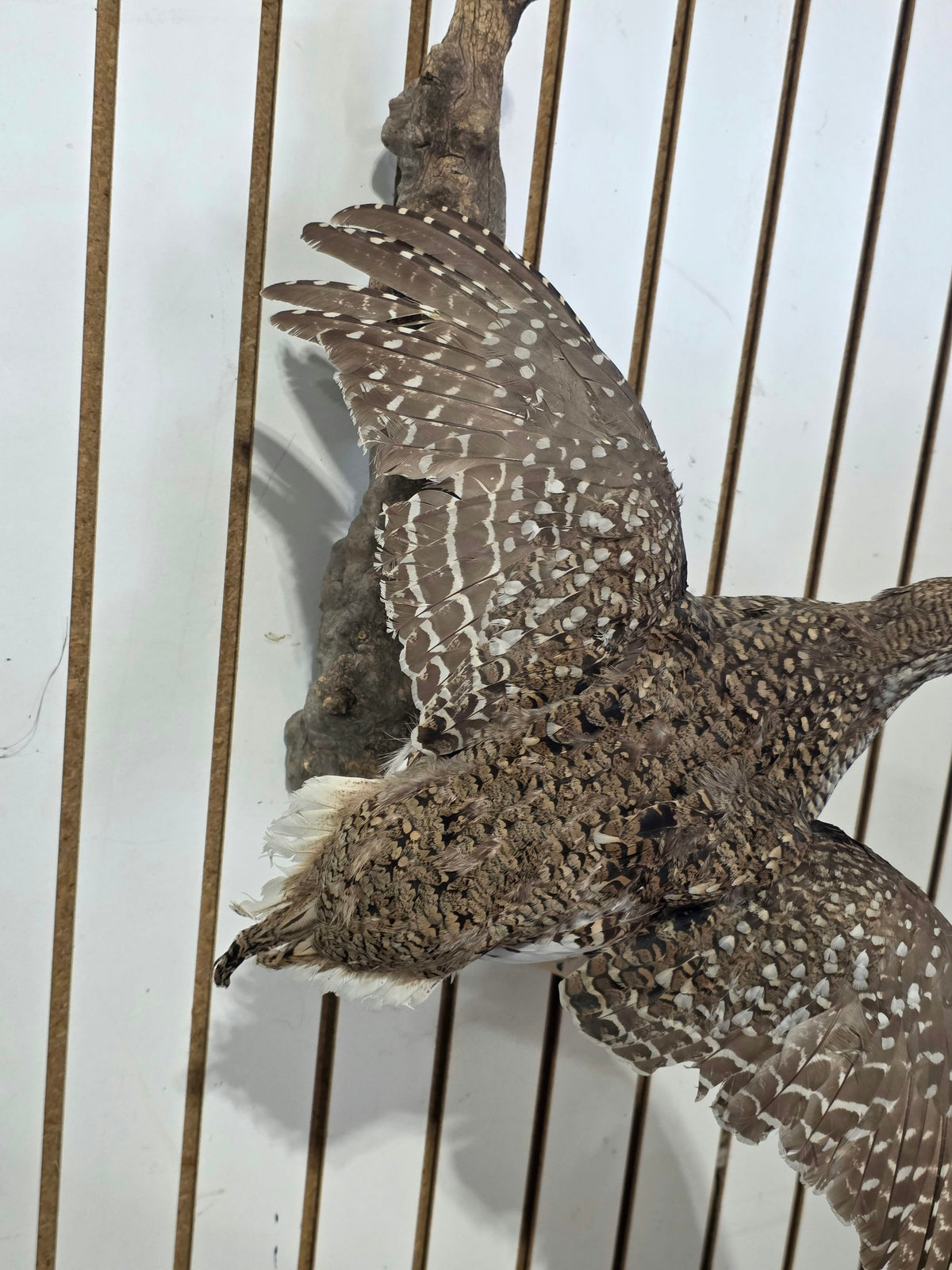Comb122 - Stunning Sharp-Tailed Grouse Taxidermy Mount