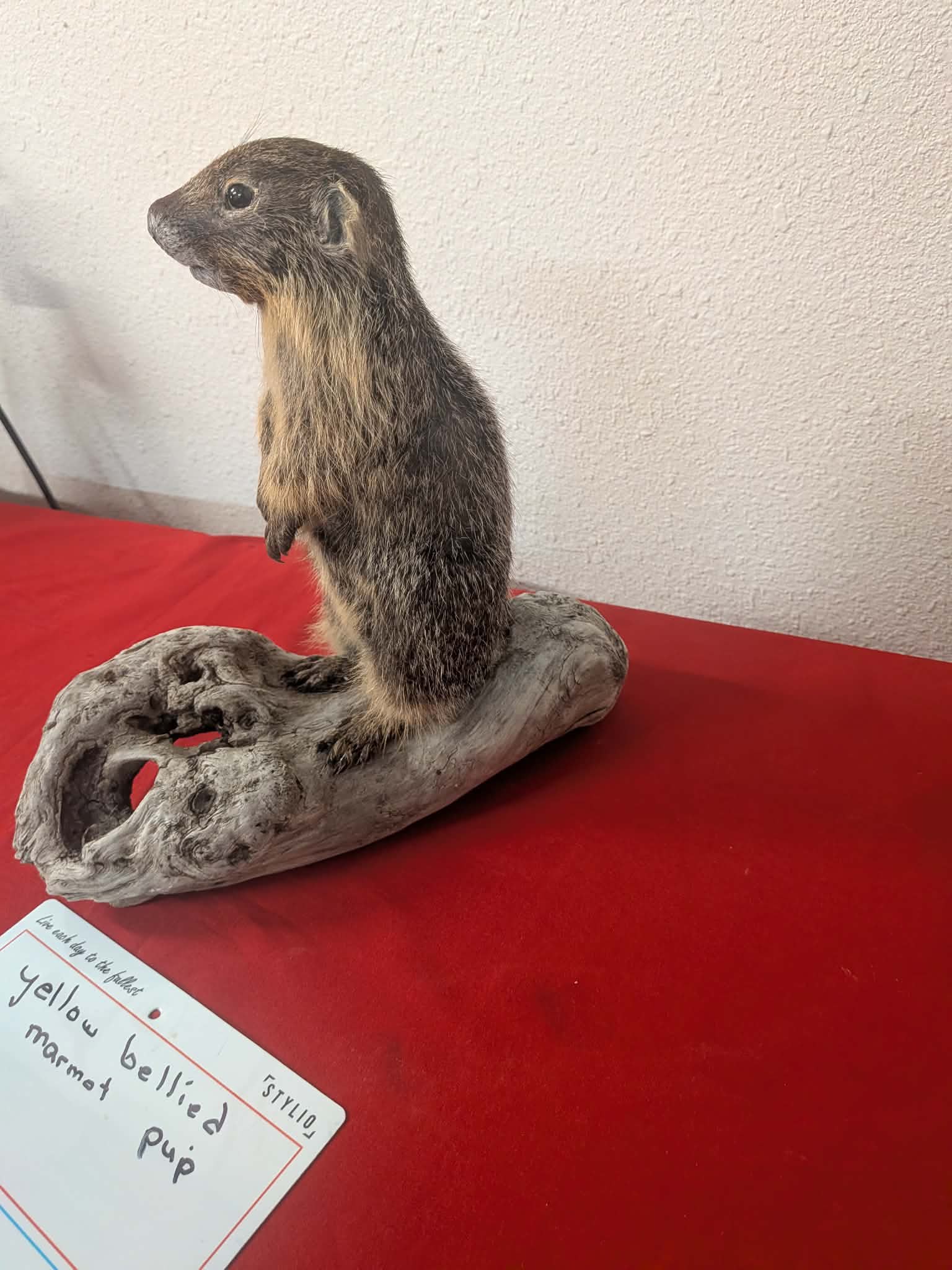 FHPAT219 - Yellow-Bellied Marmot Pup Taxidermy Mount