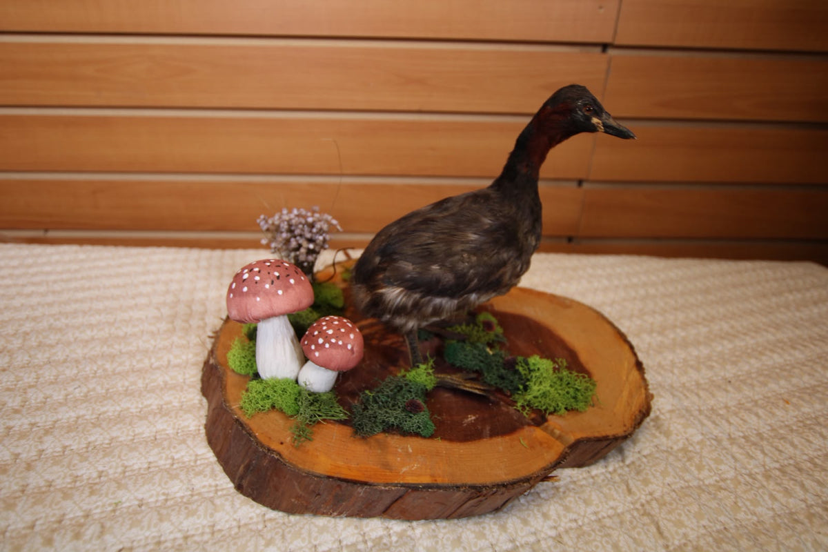 JTVB01 - Exquisite Taxidermy Little Grebe