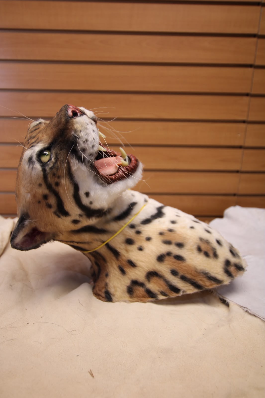 FHRBC04 - reproduction Taxidermy Clouded Leopard Head Mount